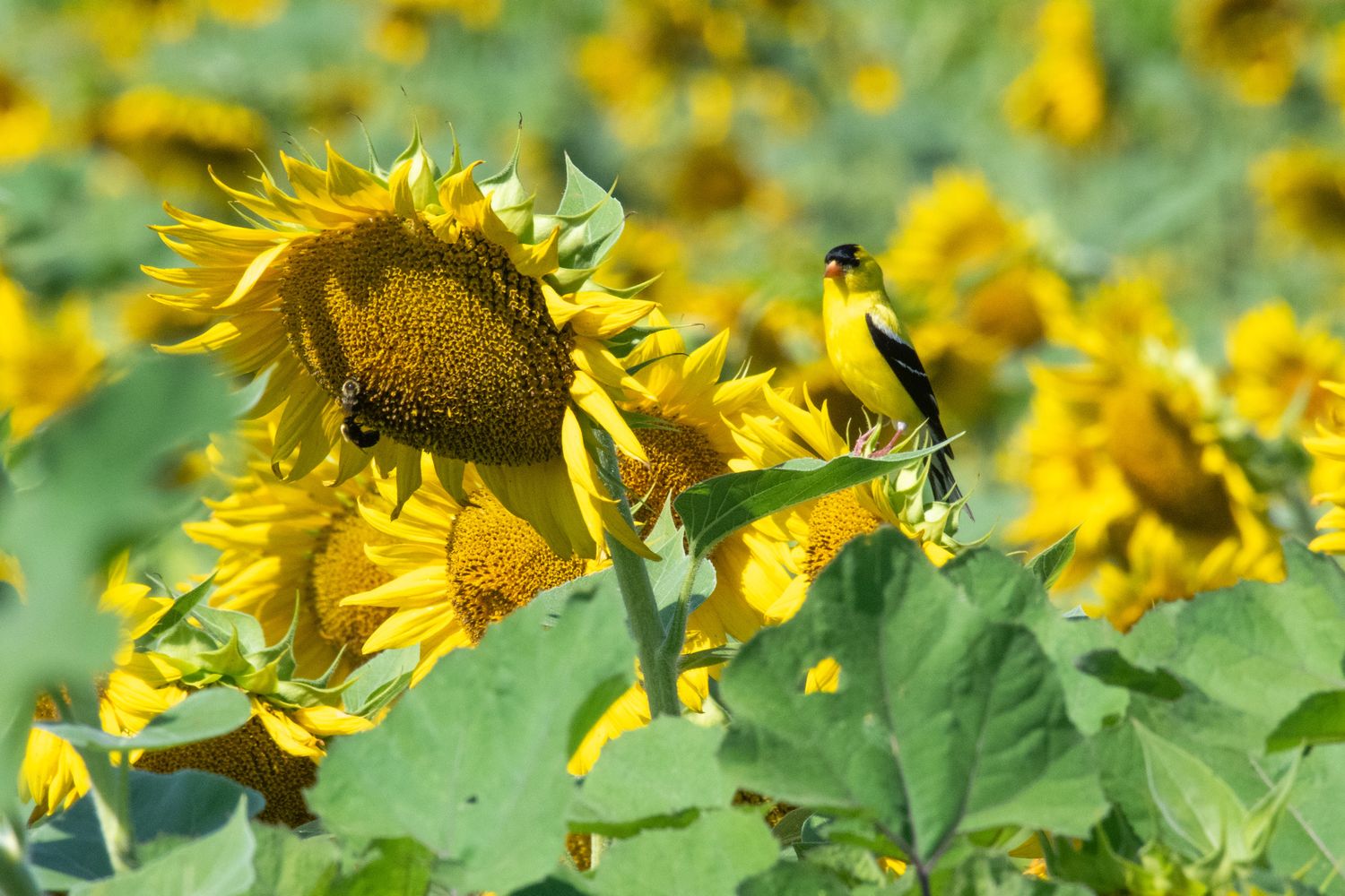Field of vibrant yellow sunflowers stretching across a green landscape.