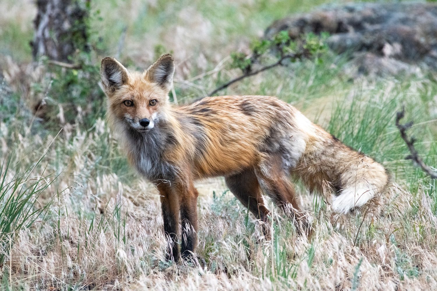 Wild red fox standing in grassy field with thick orange fur and bushy tail.