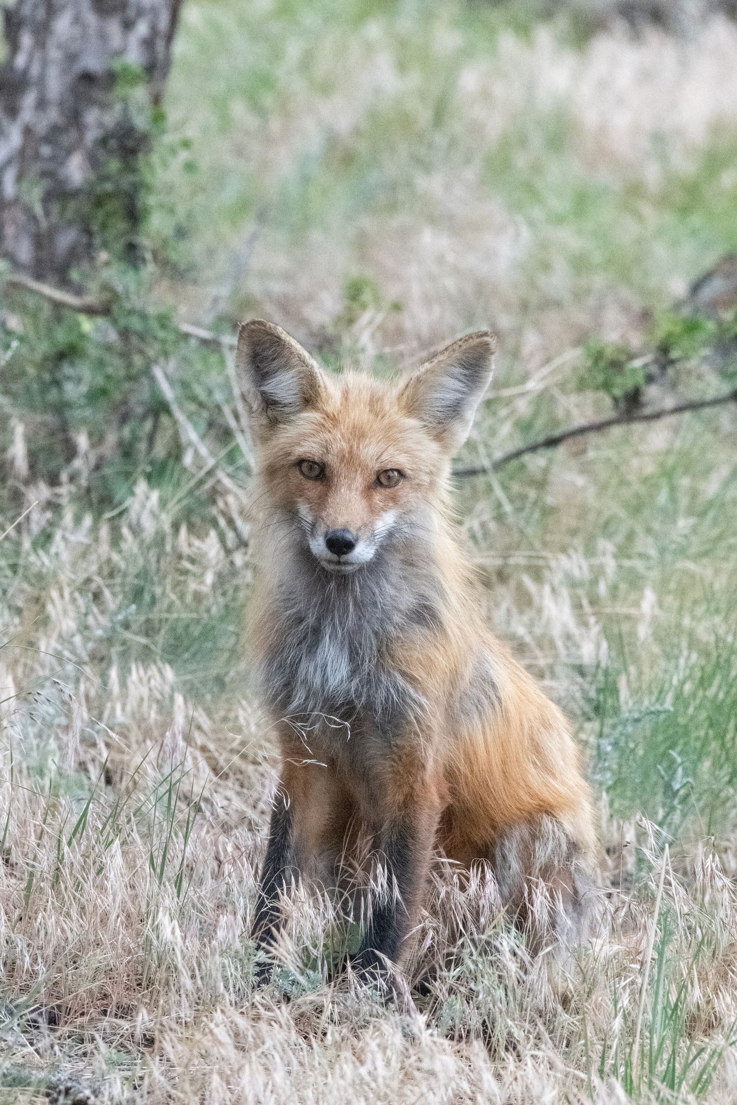Red fox sitting attentively in tall grass with bushy tail and alert expression.