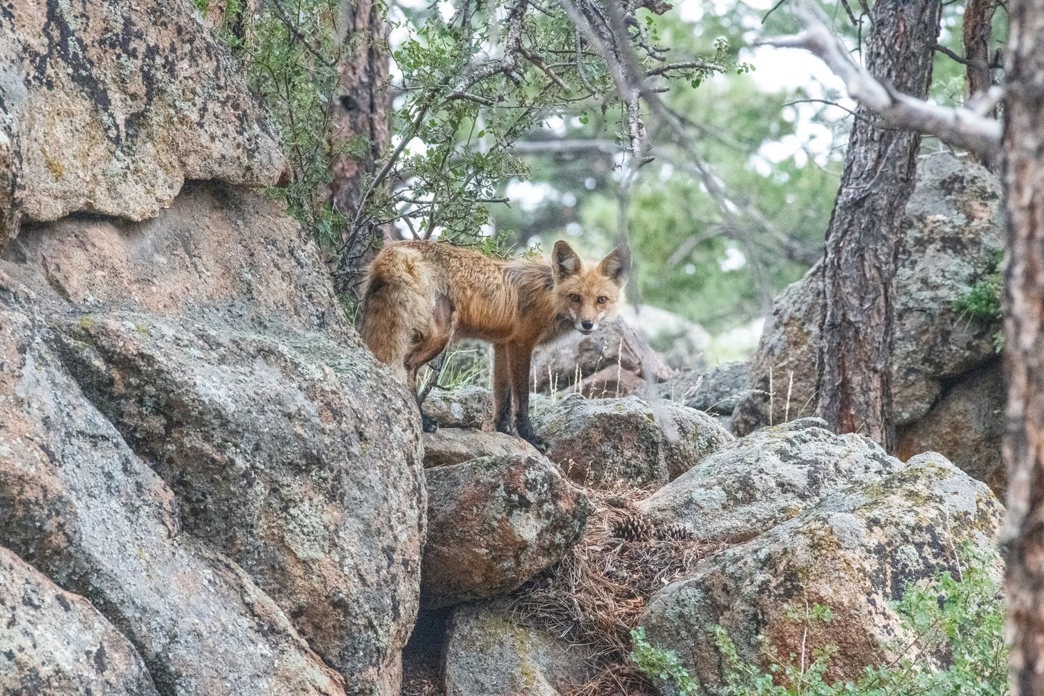 Two red foxes exploring rocky terrain among pine trees.