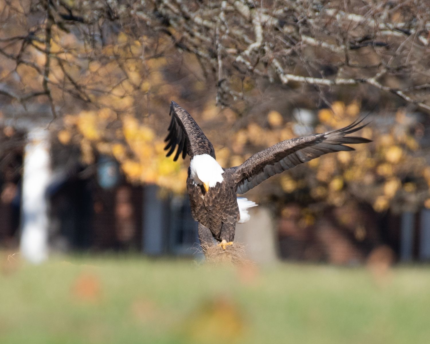 Bald eagle in flight with wings spread against blurred autumn background.