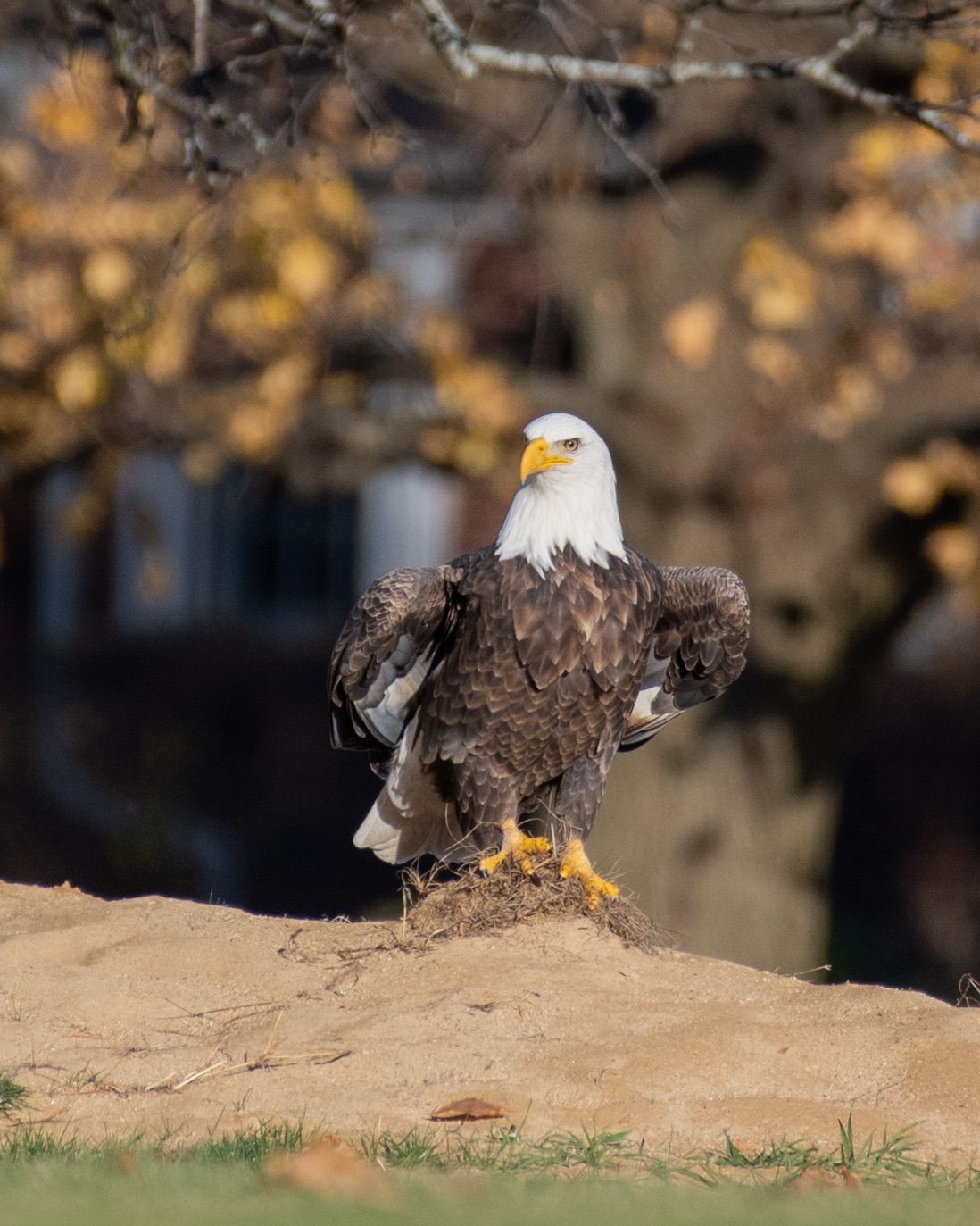 Bald eagle resting on sandy ground with ruffled feathers in autumn setting.