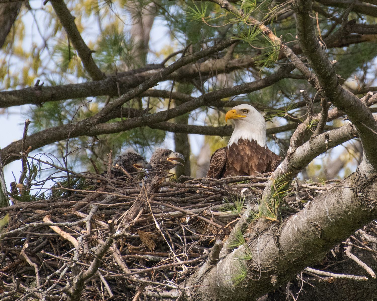 Bald eagle perched in nest made of branches with eaglet nestled beside it.