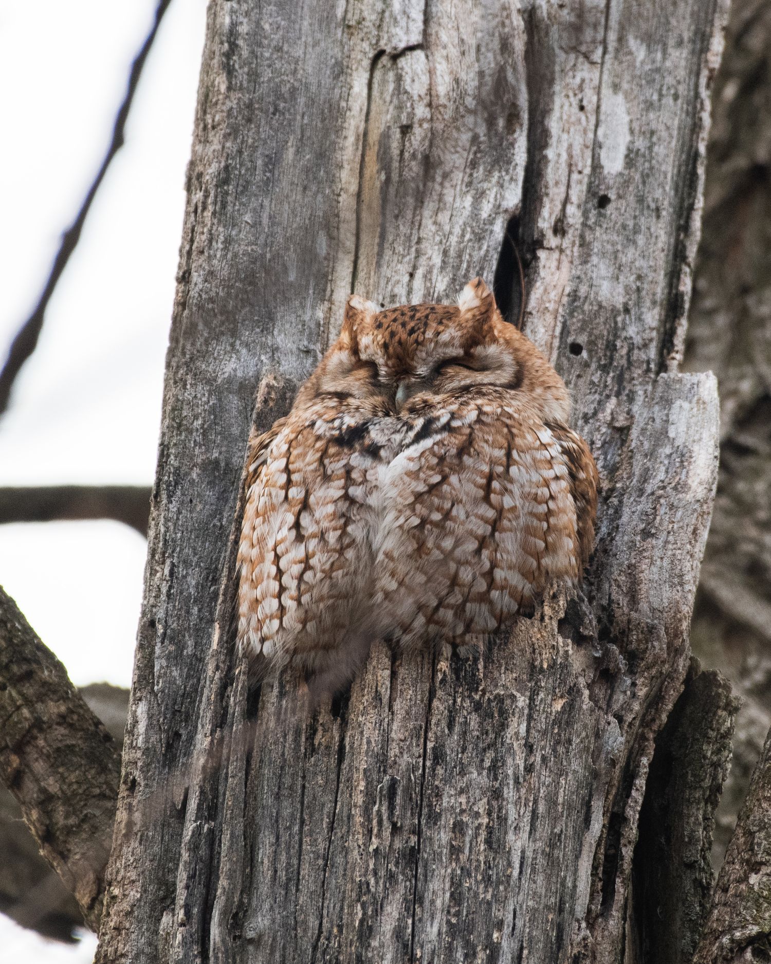 Close-up of owl's feathers camouflaged against weathered gray wood texture.
