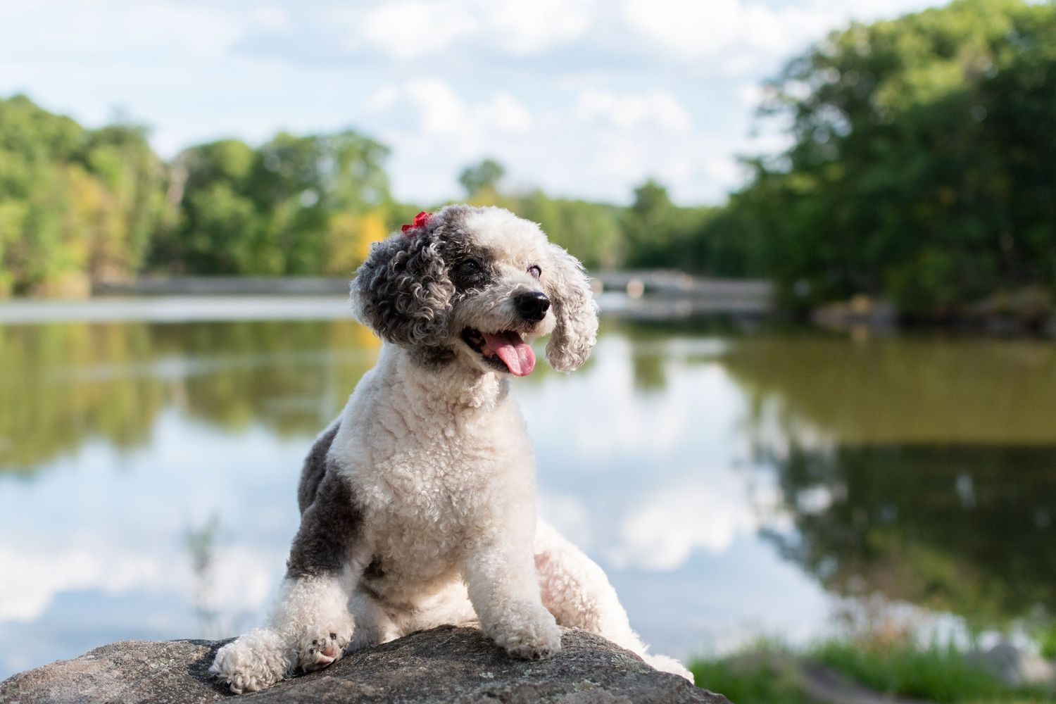 Pet photography