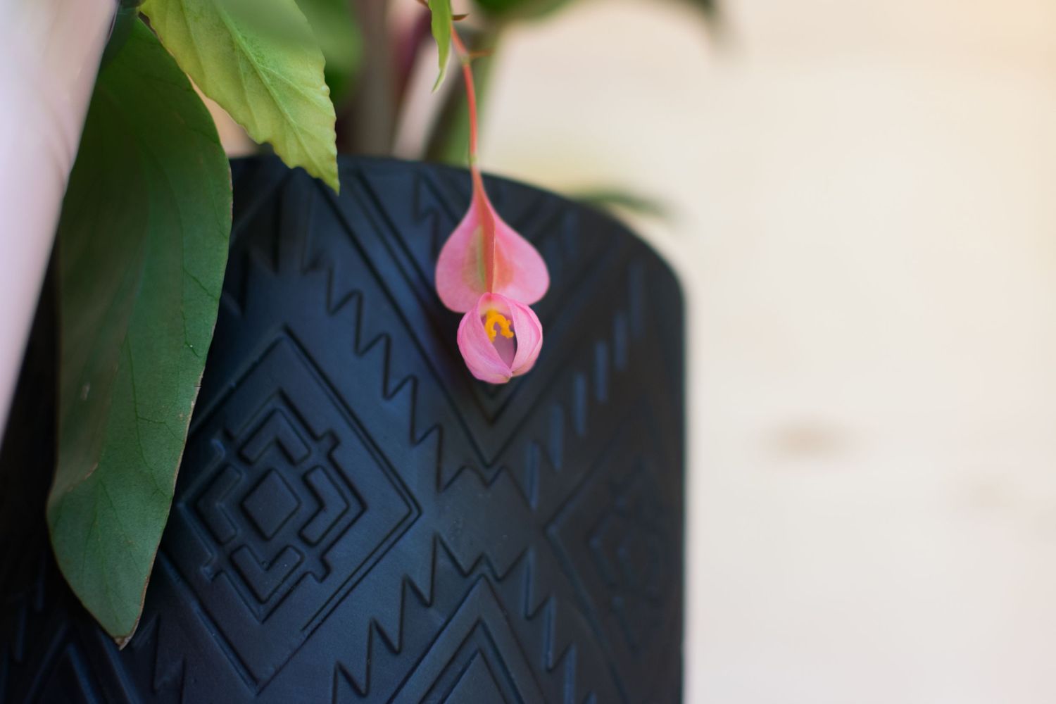 Close up photo of a pink flower bud hanging over a black pot plant from a gallery of brand photos for The Lily Pot