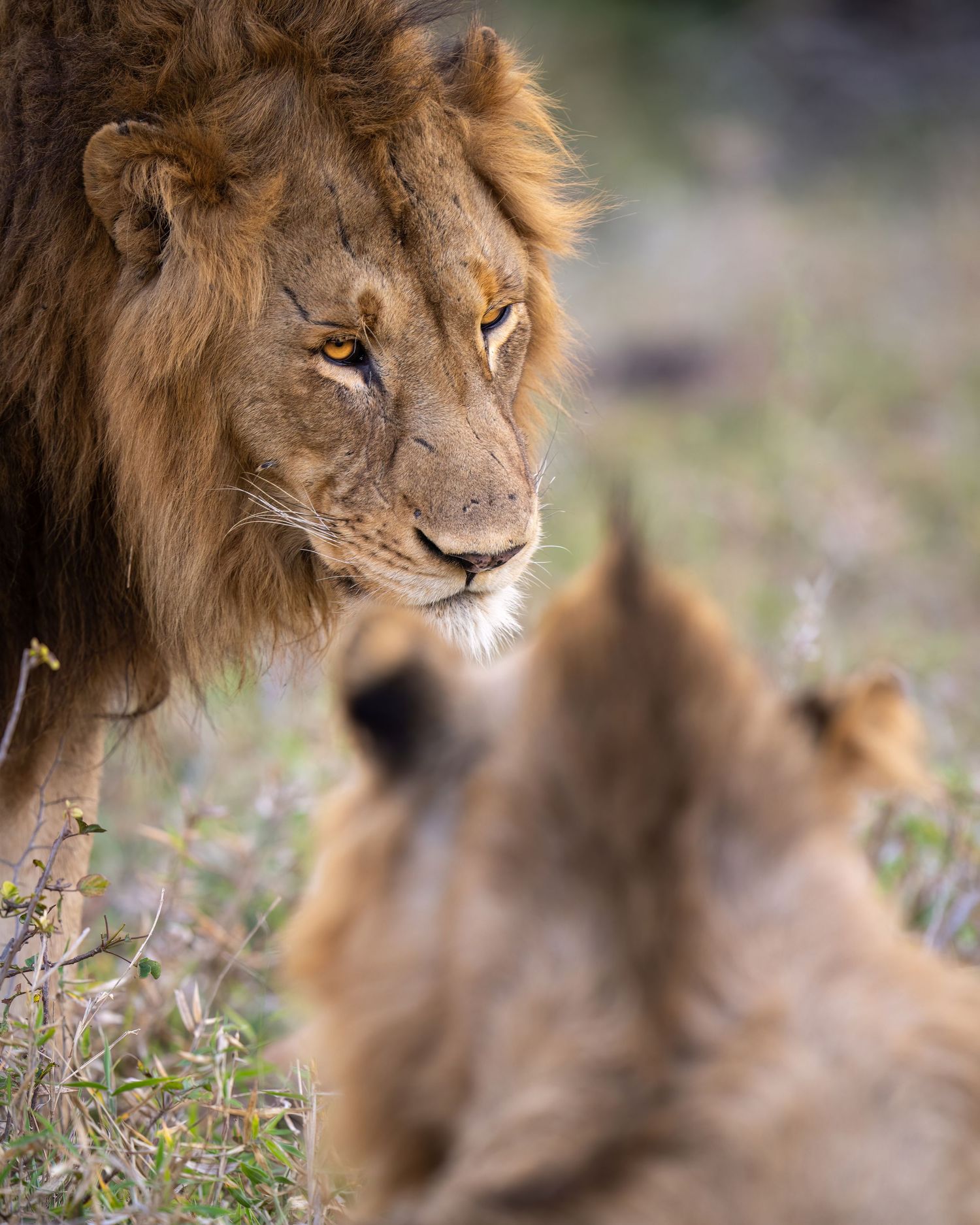 Male lion with magnificent mane rests in tall grass during golden hour lighting.