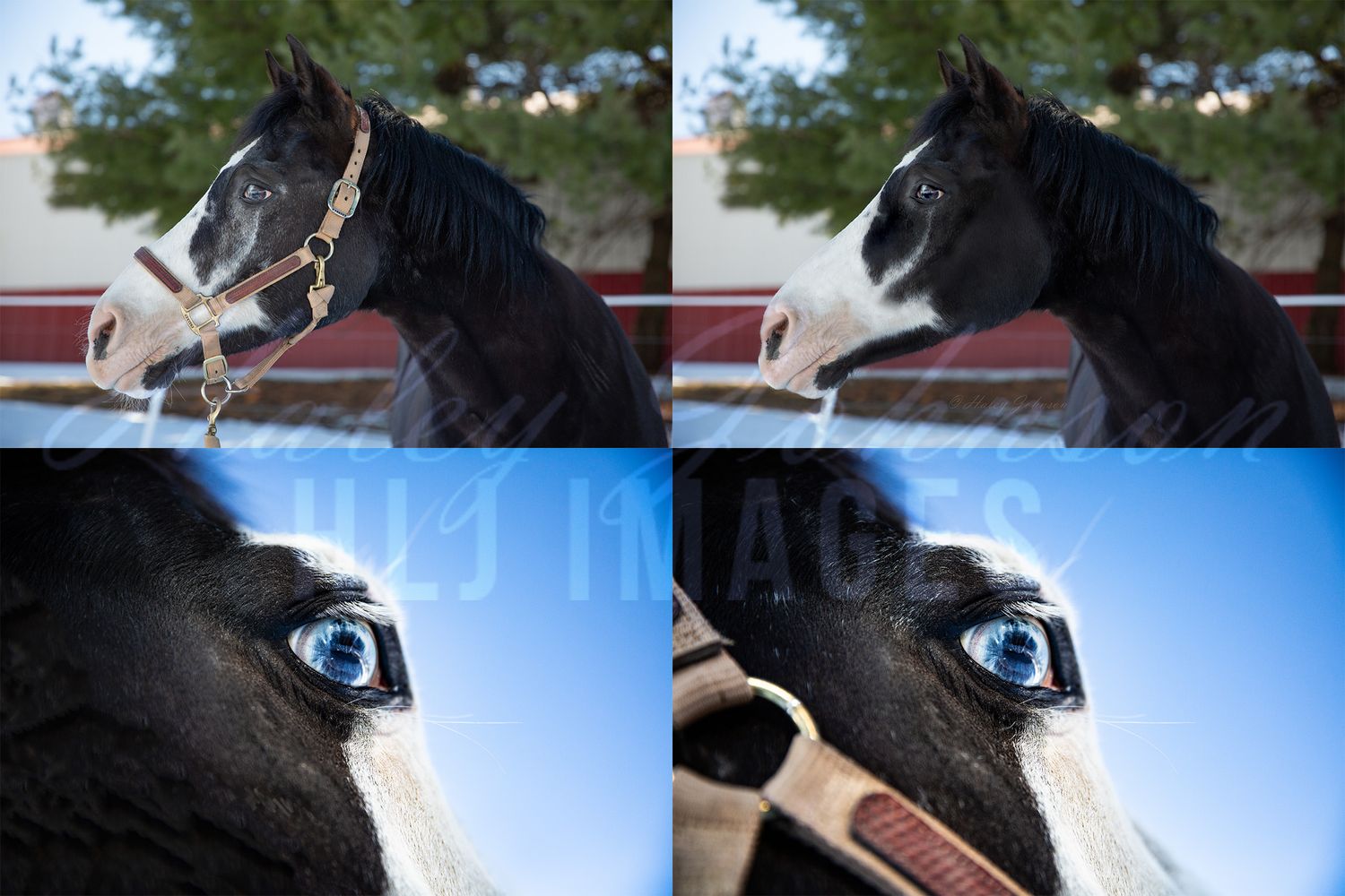 Close-up portraits of a black horse with a white blaze showing its striking blue eye.