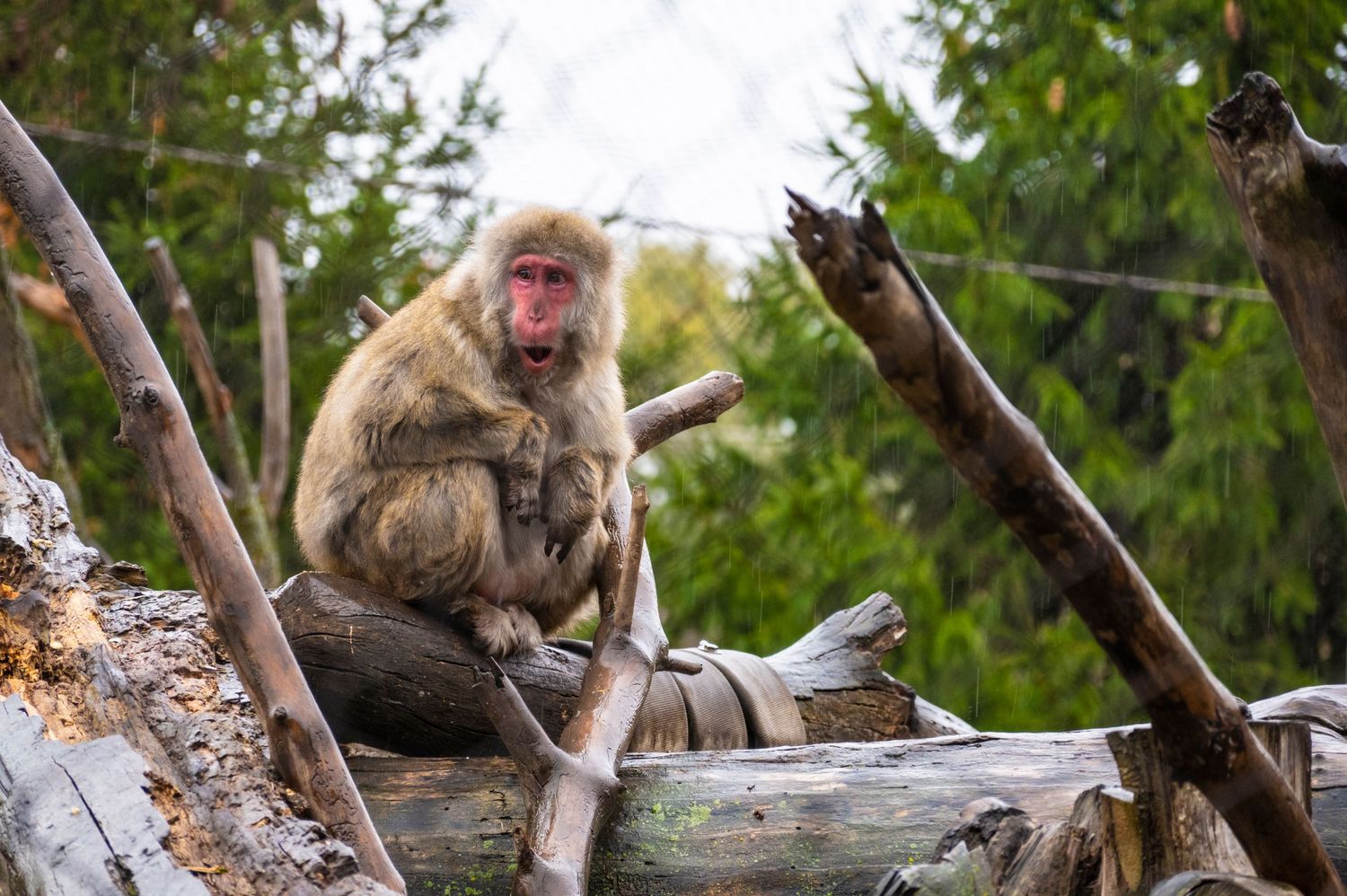 A macaque perched on a fallen tree trunk in a forested environment.