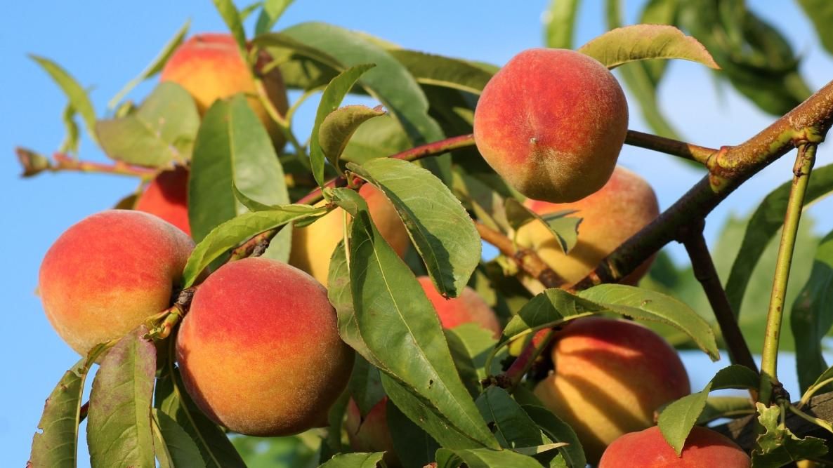 Pick Your Own Peaches Maine