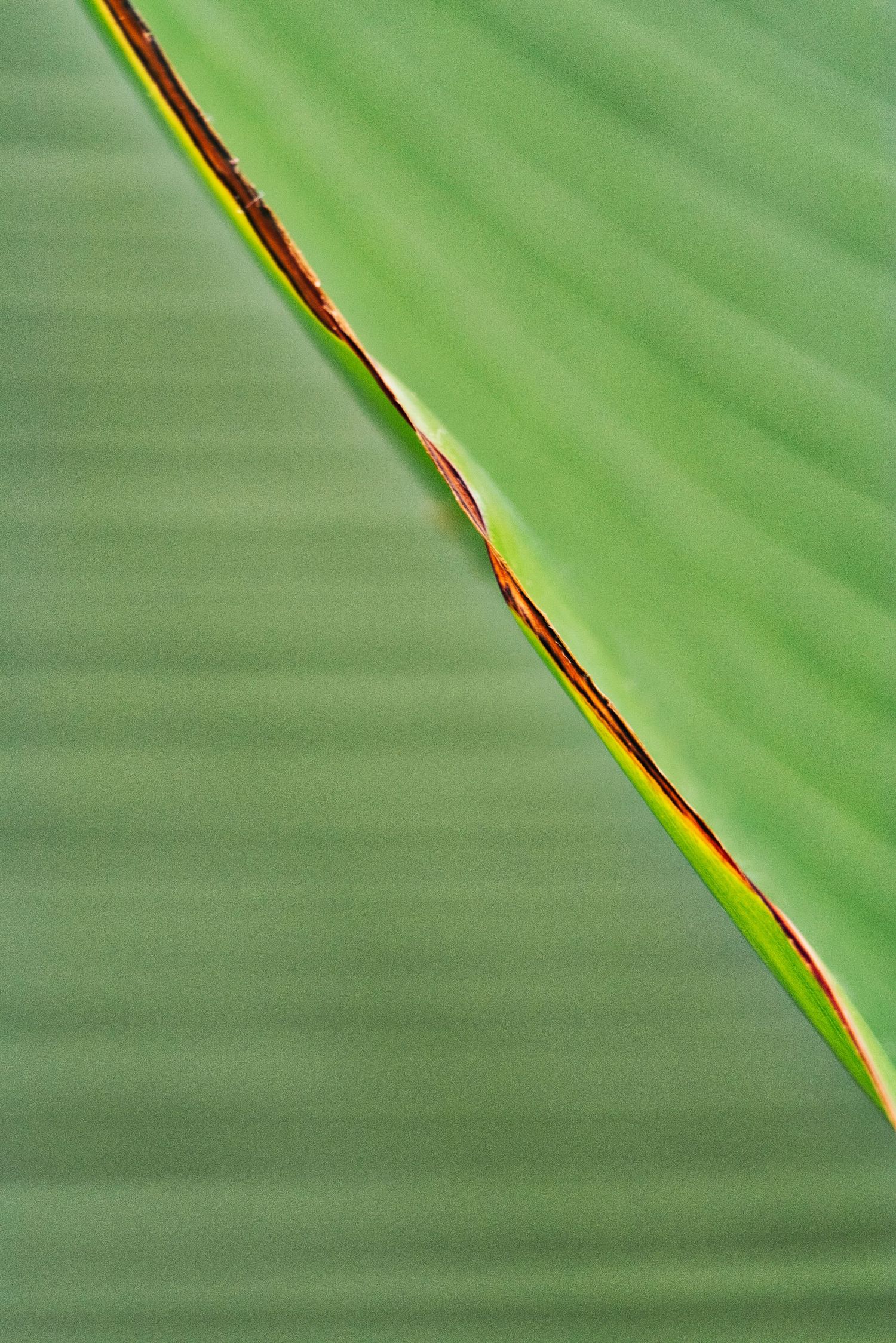Oeuvre photographique d'un rapporché d'une feuille verte de plante.