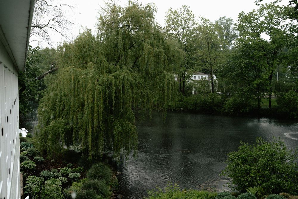 Serene pond view with drooping willow tree branches and lush greenery.