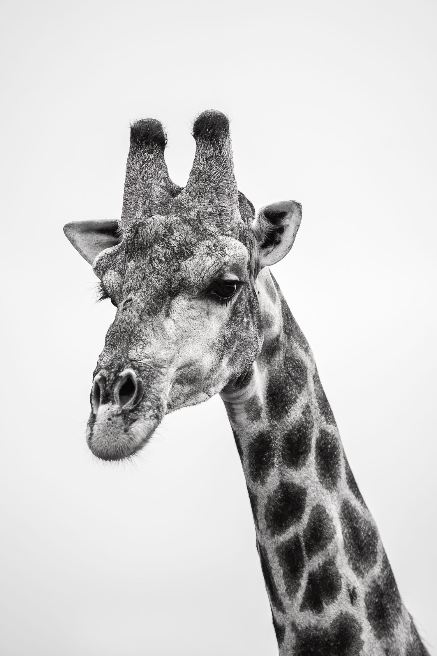 Black and white close-up portraits of giraffe heads showing distinctive spotted pattern.