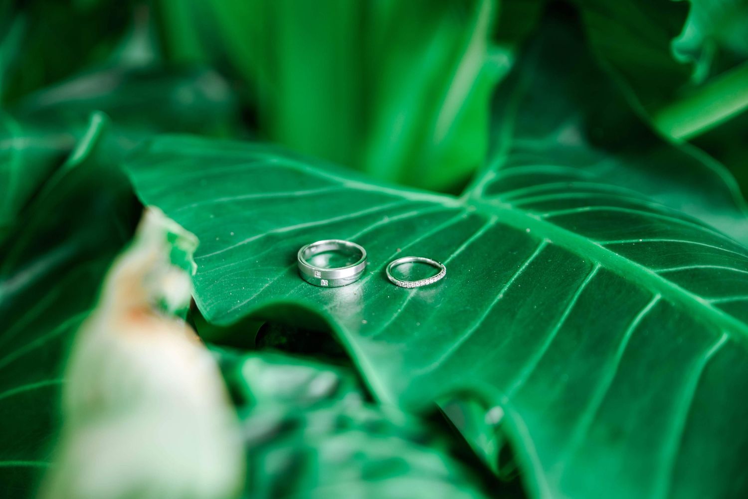Wedding rings placed artistically on a large green tropical leaf.