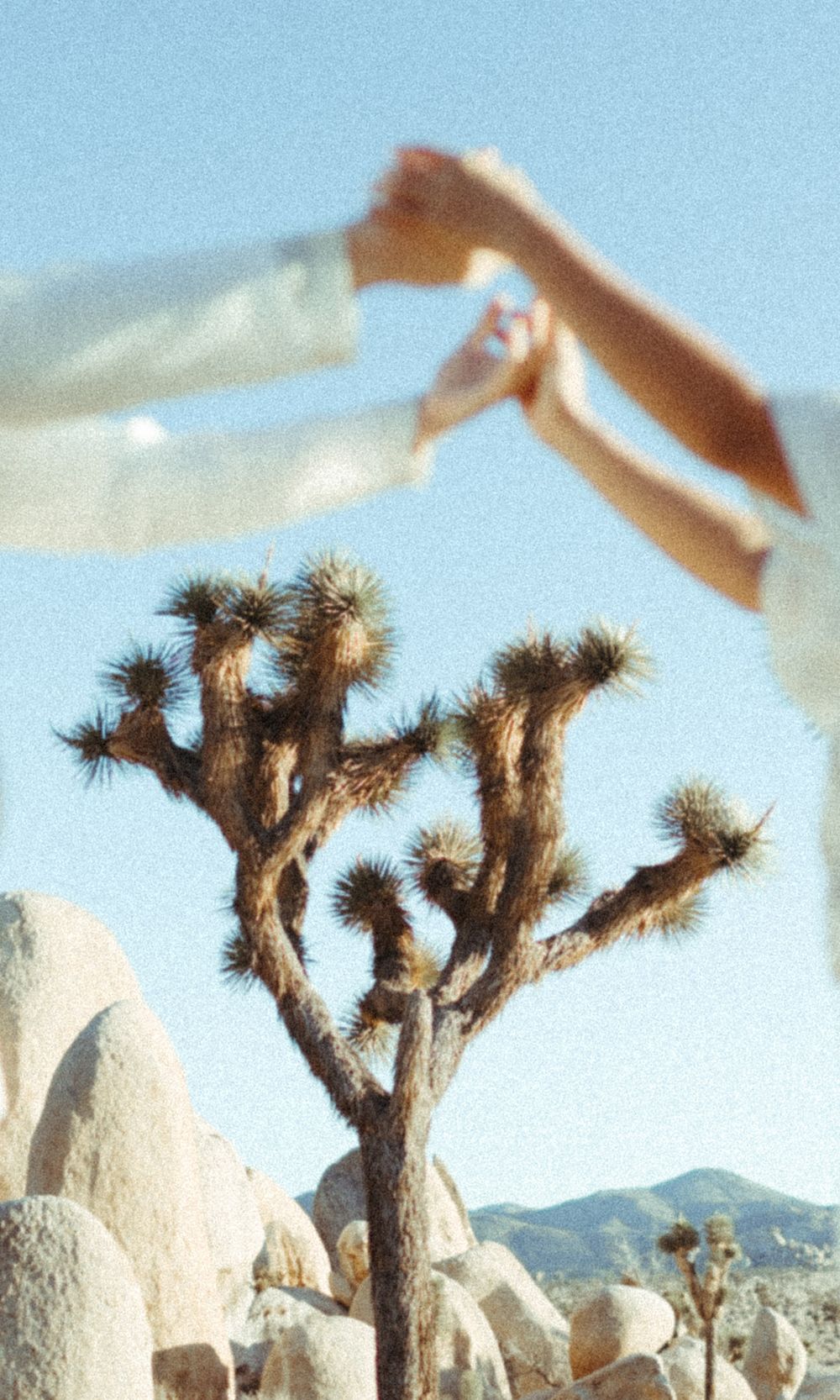 an engaged couple holds hands across a blue sky with a joshua tree in the background