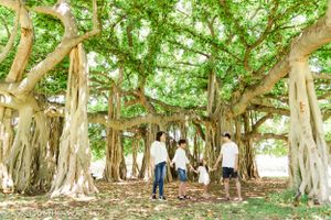 People explore under a massive banyan tree with hanging aerial roots in a tropical setting.