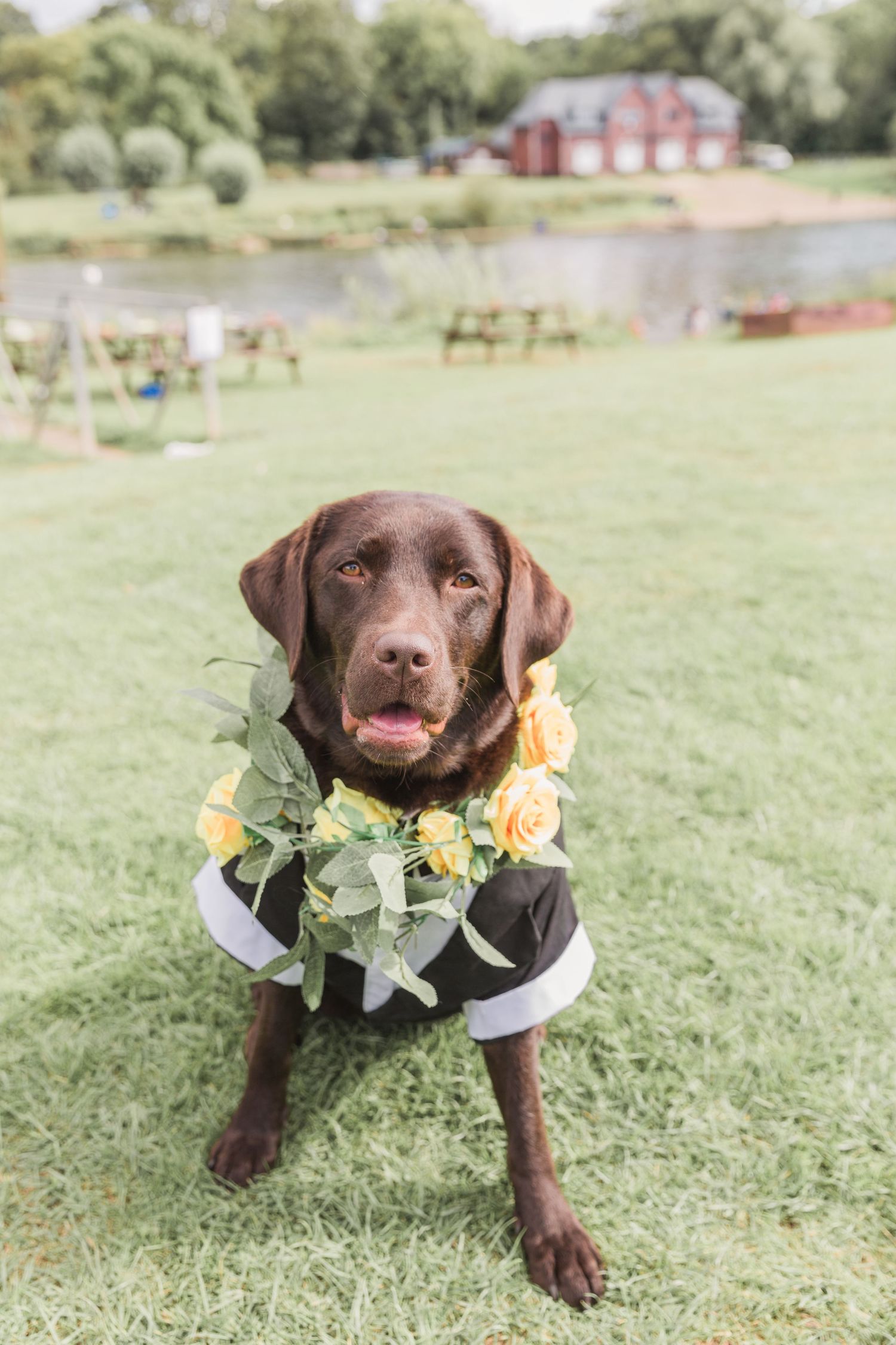 Hayley Elizabeth Photography Dogs at weddings labrador at Lowerlode Inn Gloucestershire
