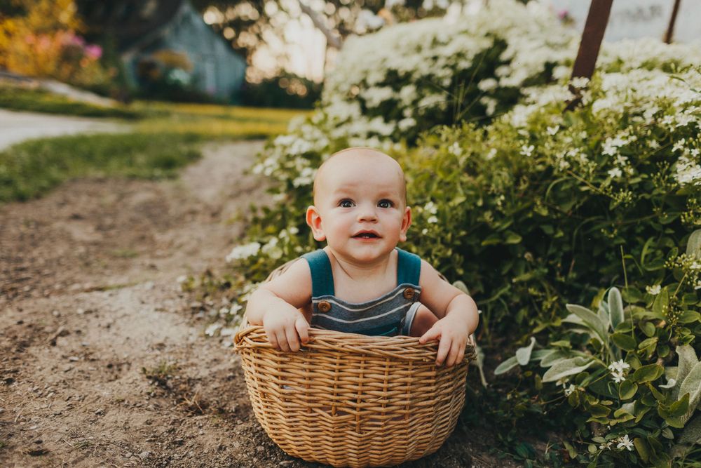Baby in striped overalls sits in wicker basket by flowering shrubs.