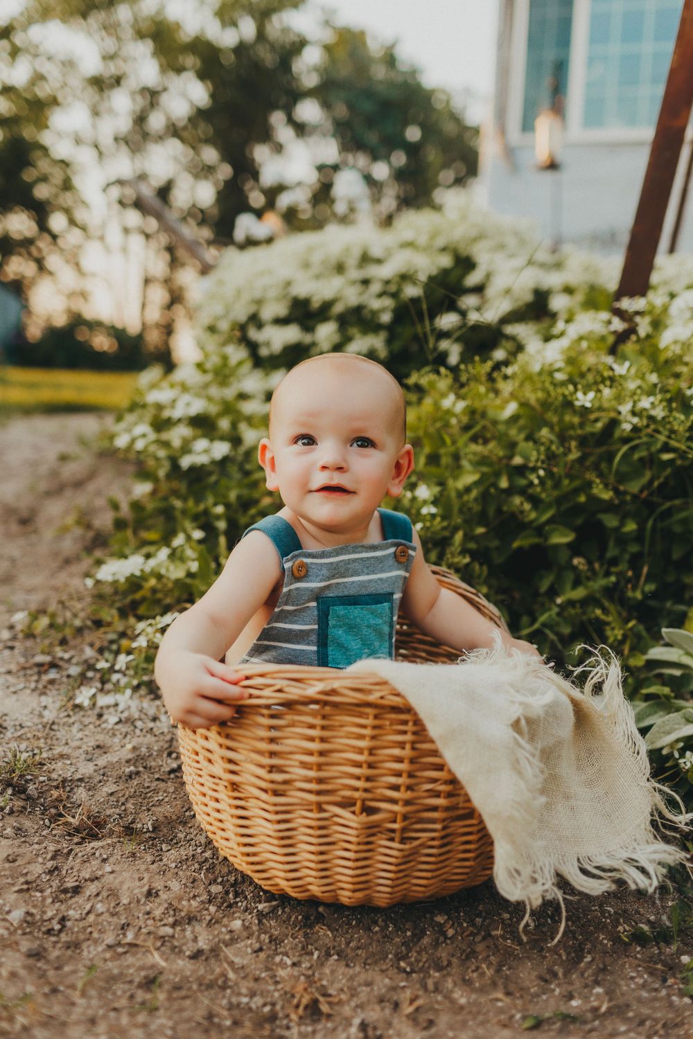 Baby wearing blue overalls sits in wicker basket near blooming bushes.