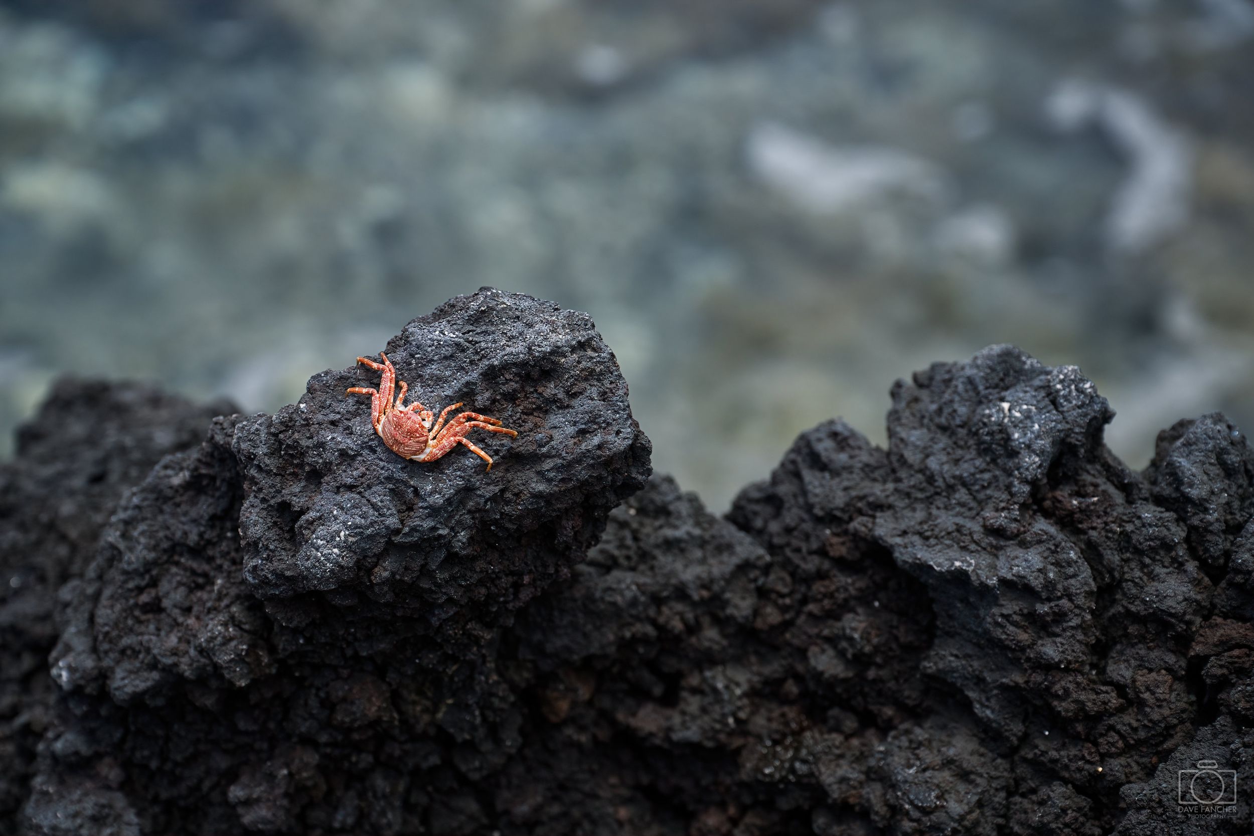 A rock crab shell clinging to lava rock