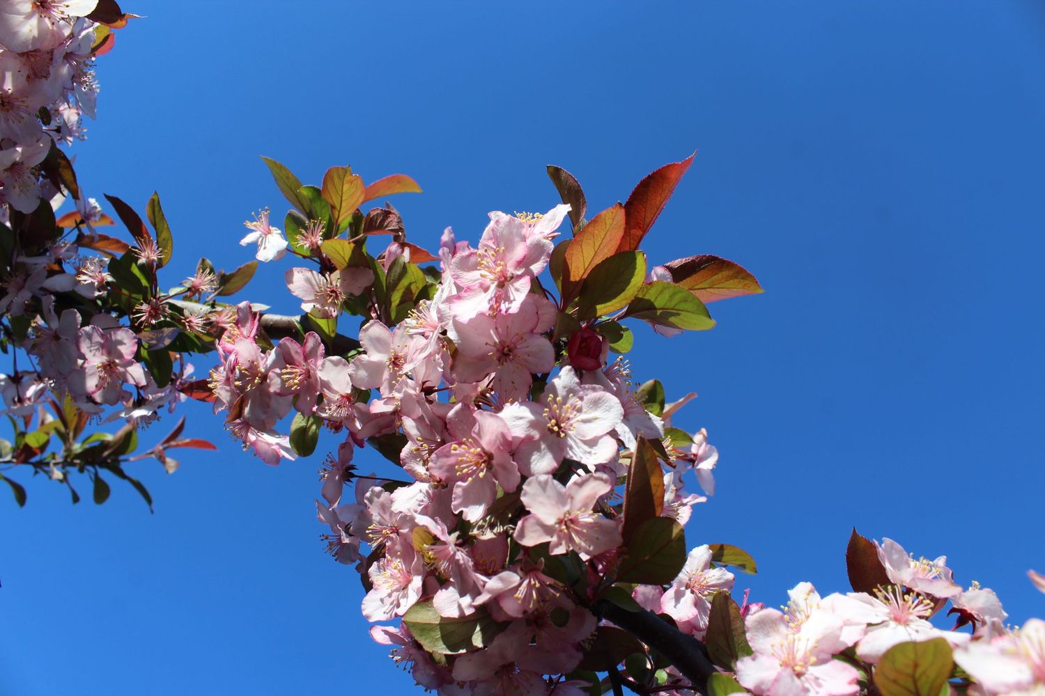 Pink cherry blossoms against bright blue spring sky.
