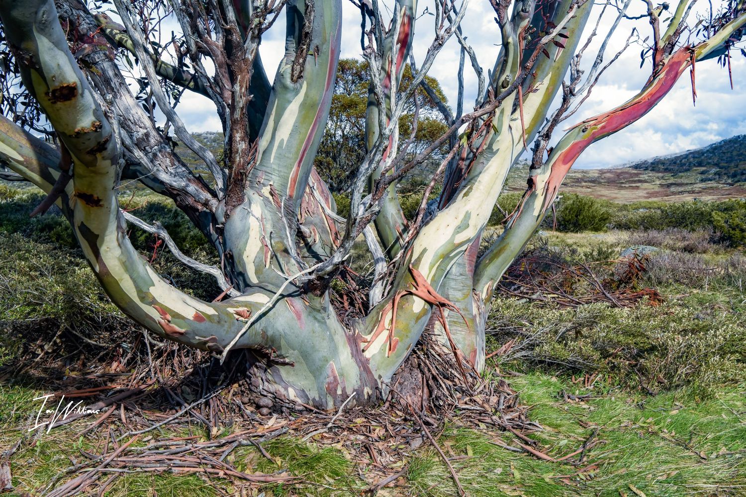 Snow gum