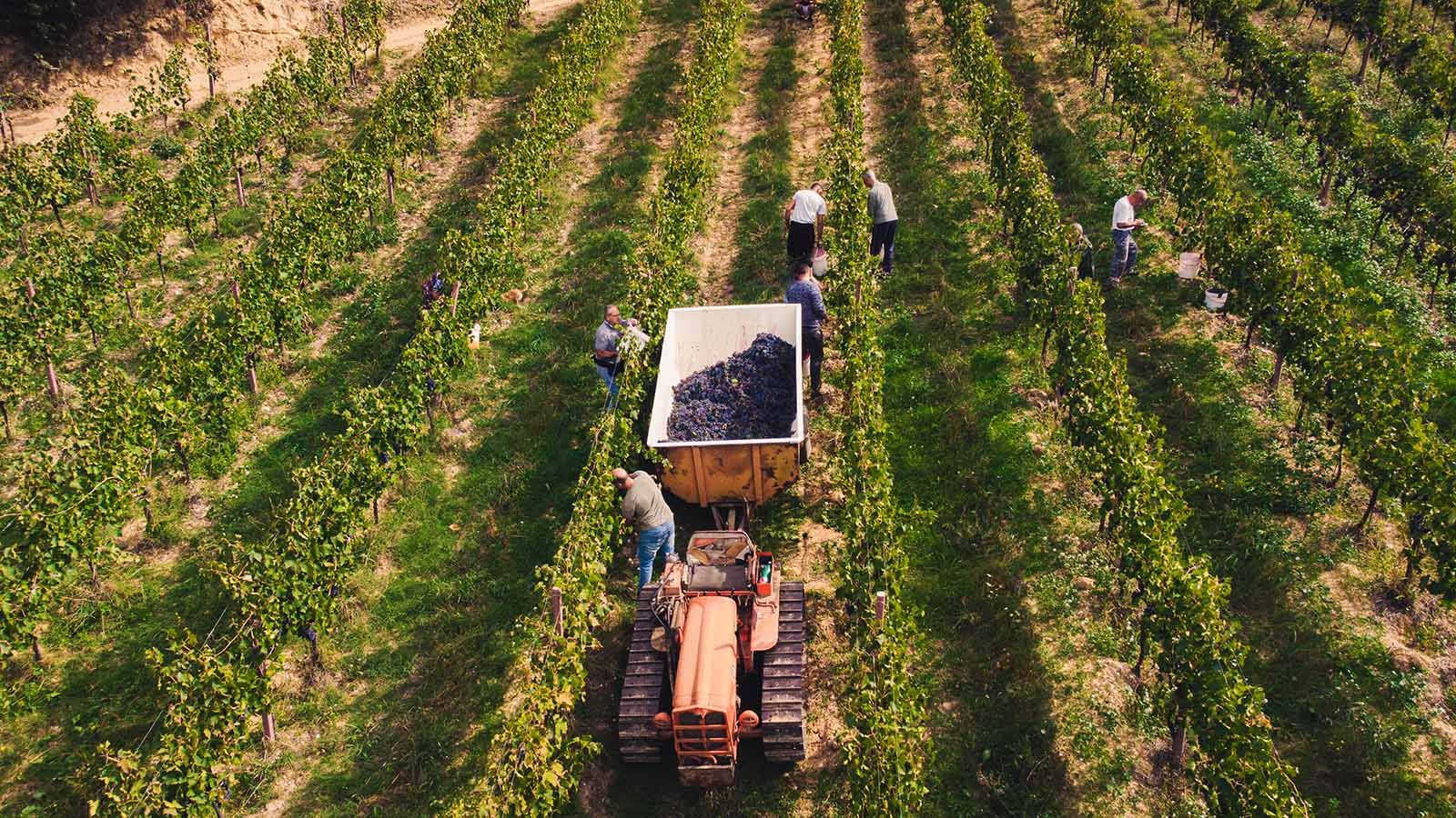 Scatto da drone Cantina Cerbero, mentre raccolgono l'uva