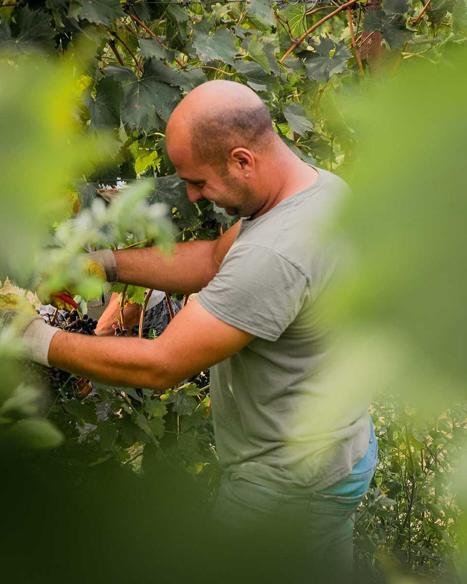 Scatto di un ragazzo di Cantina Cerbero mentre raccoglie l'uva