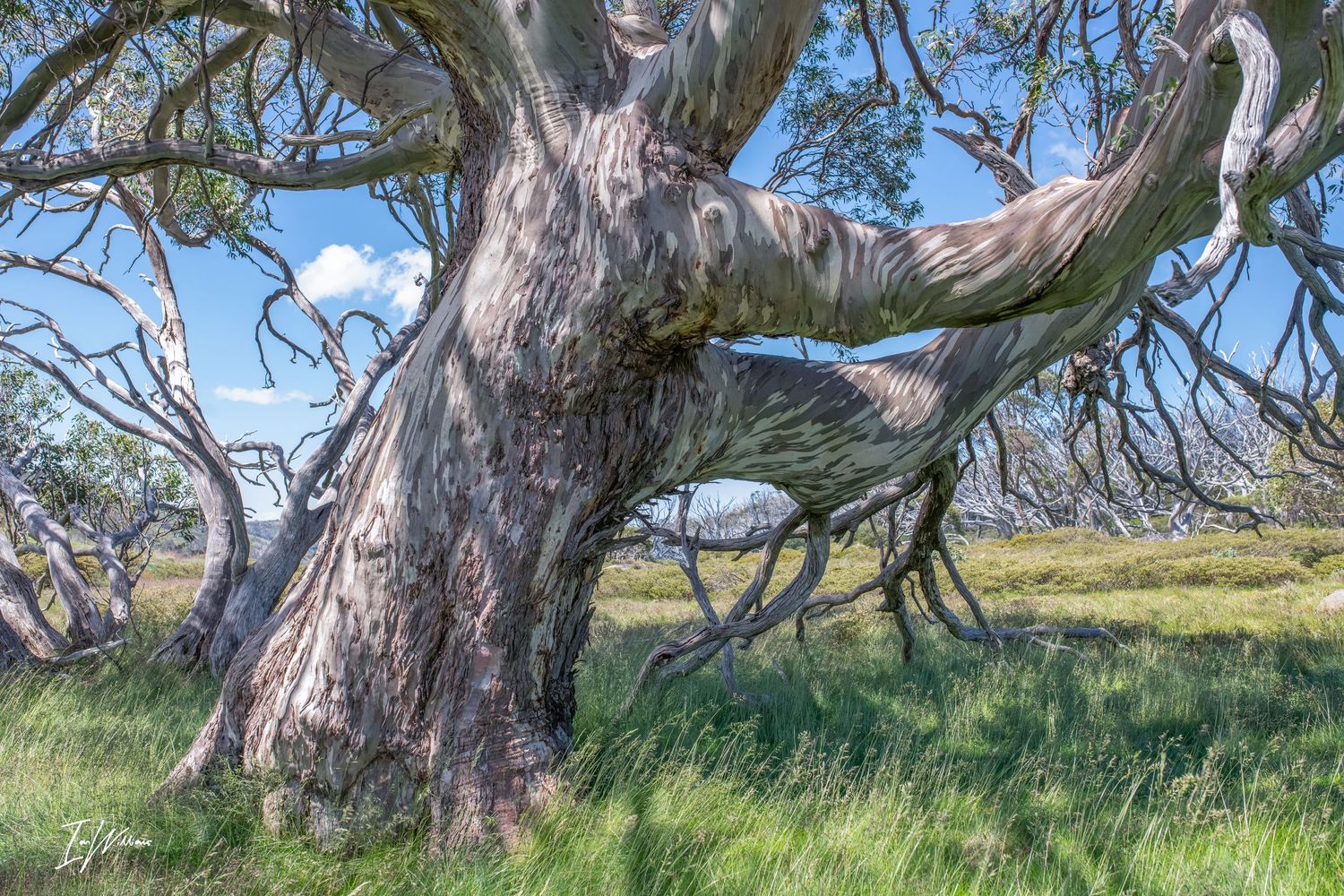 Ancient snow gum