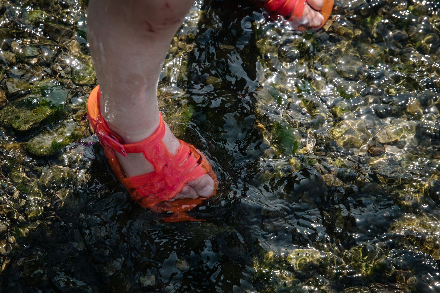 Close-up of a bright coral water shoe stepping on wet rocky surface.
