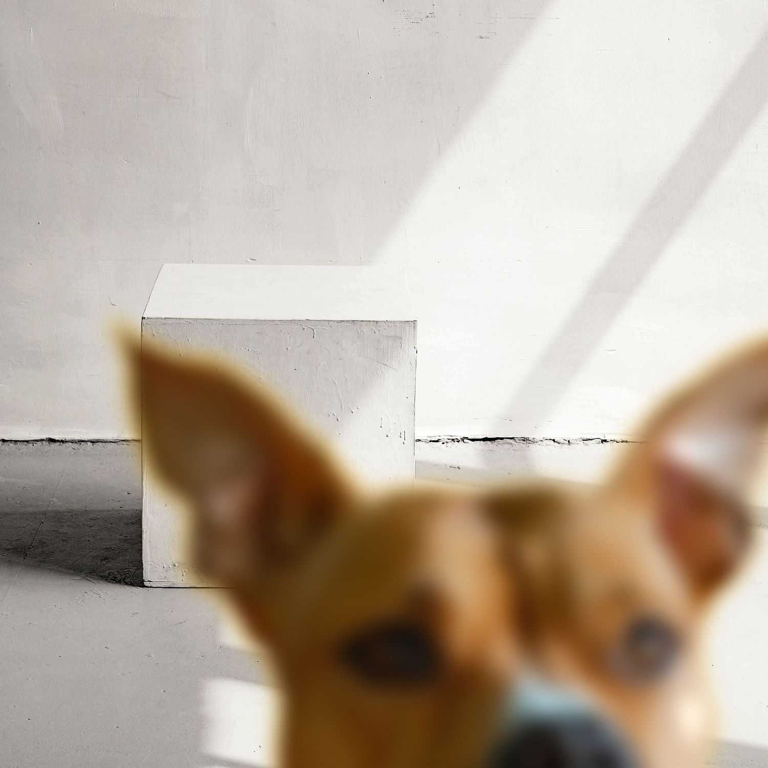 Een hond in de studio tijdens een huisdier fotoshoot