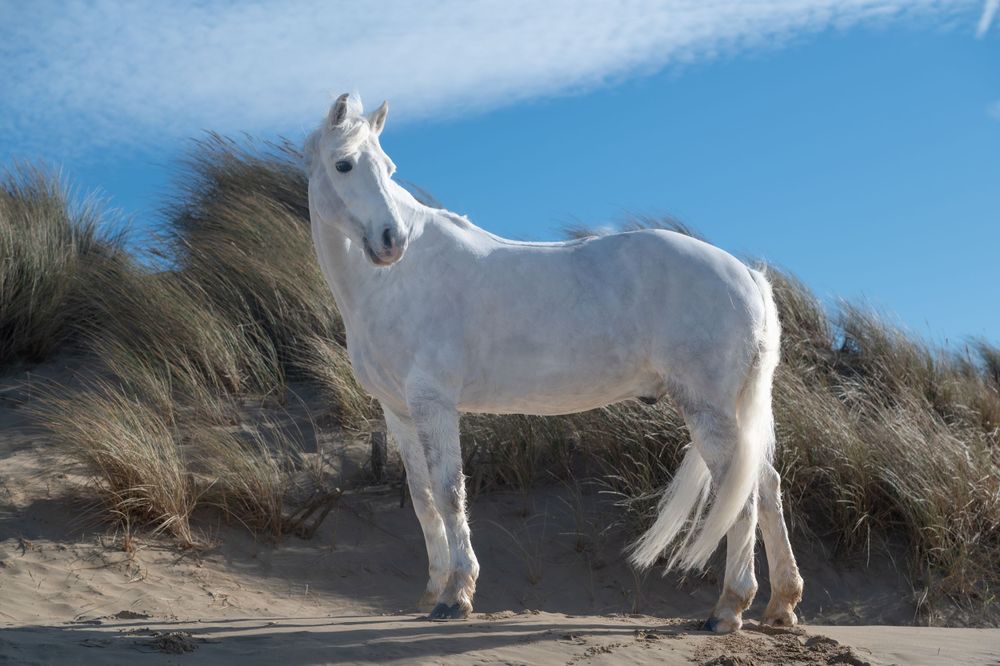 Grey pony standing in the dunes on a beach.