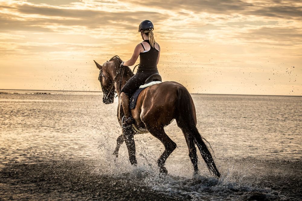 Horse trotting in the sea in the summer golden hour.