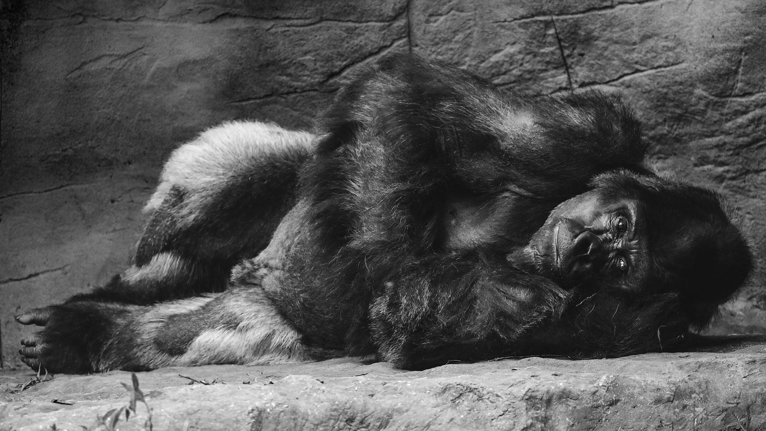 Gorilla resting, laying down on its side resting his head on arm looking at the viewer with a soft gaze.