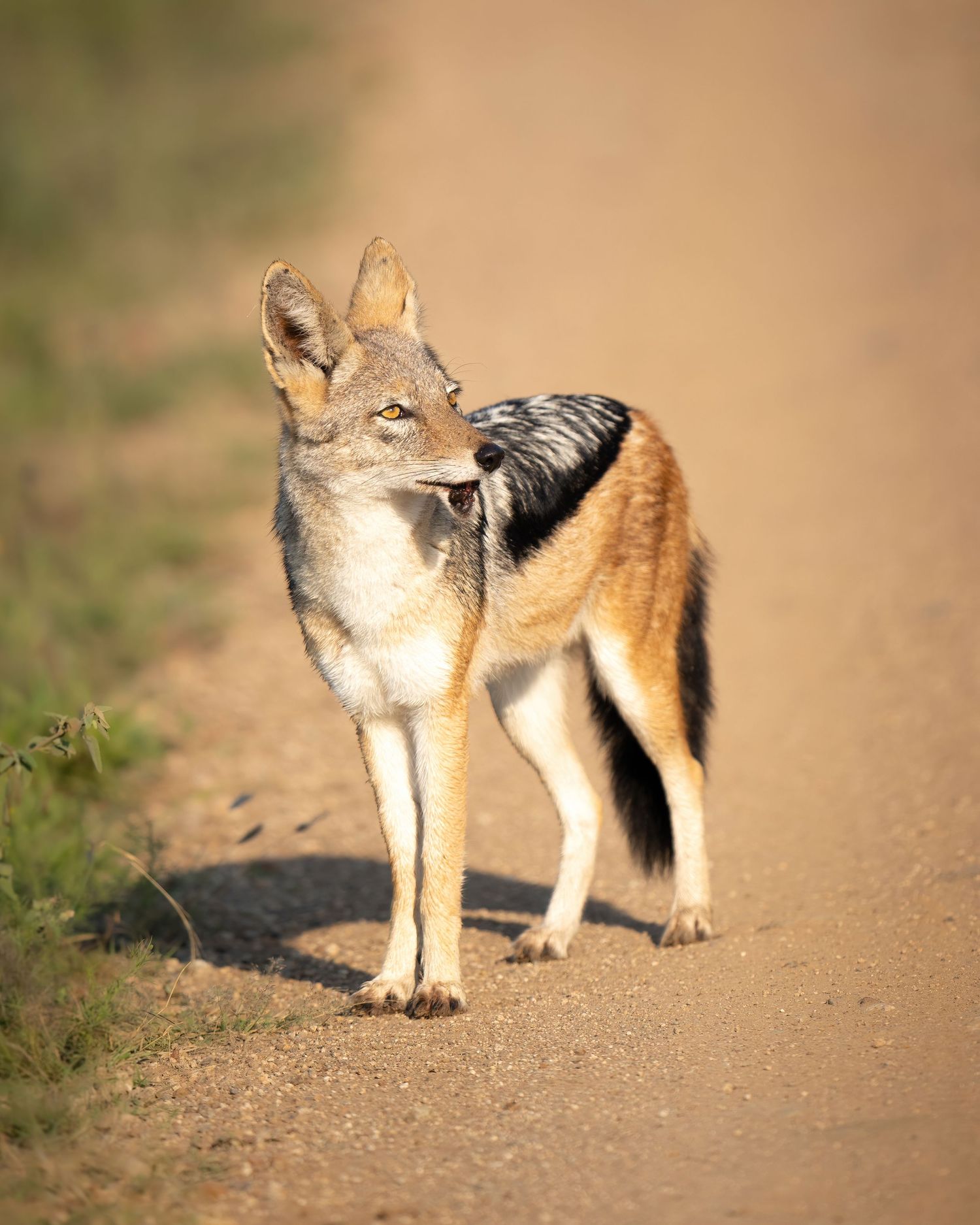 A black-backed jackal stands on a dirt path in natural lighting.