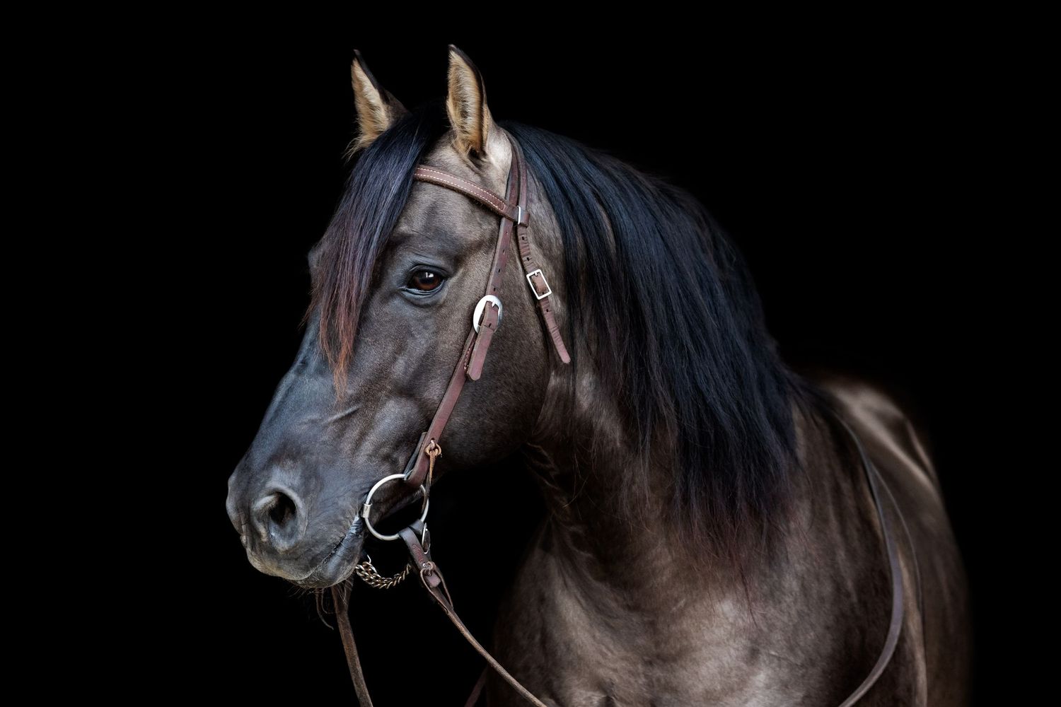a bridled Grulla stallion stands at-attention for his black background portrait.