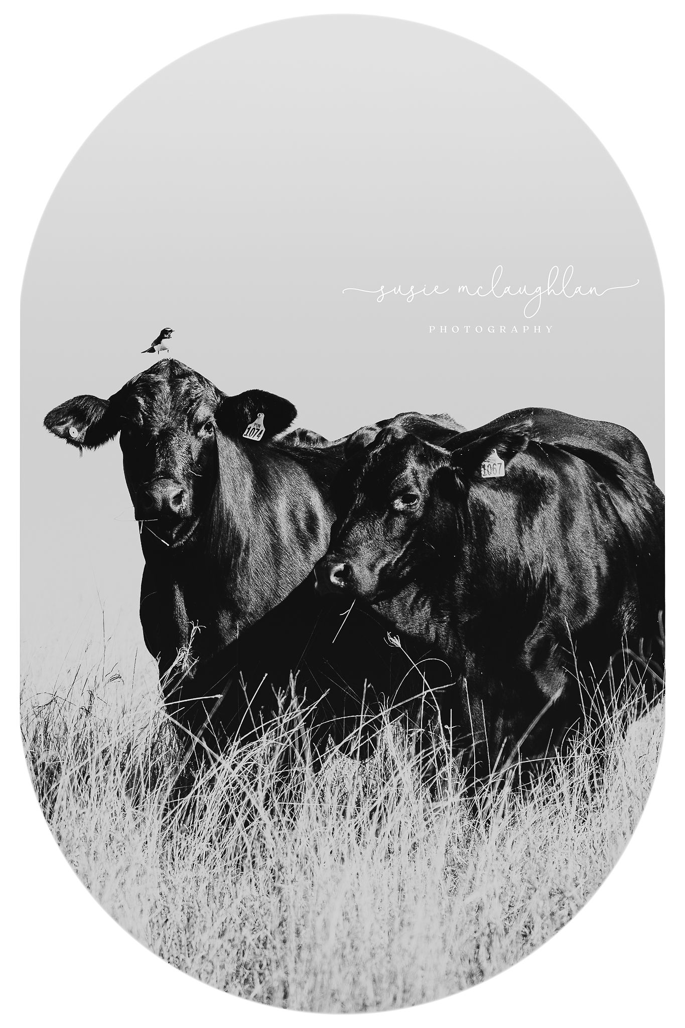 Black and white photo of two Black Angus cattle standing in tall dry grass with a small bird perched on one cow.