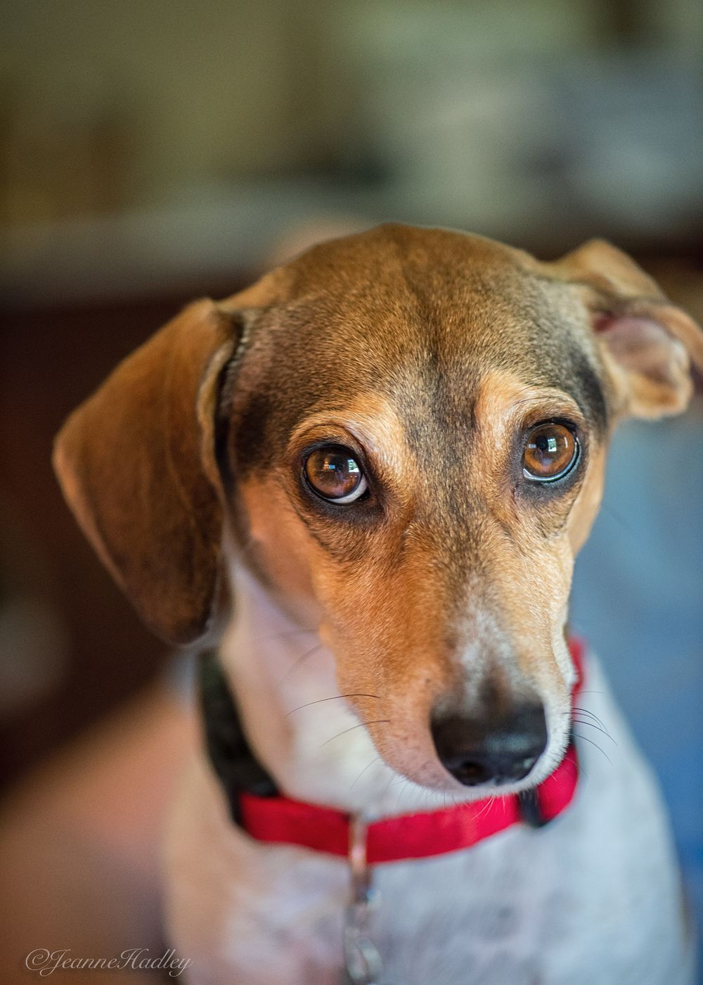 brown and white dog with red collar