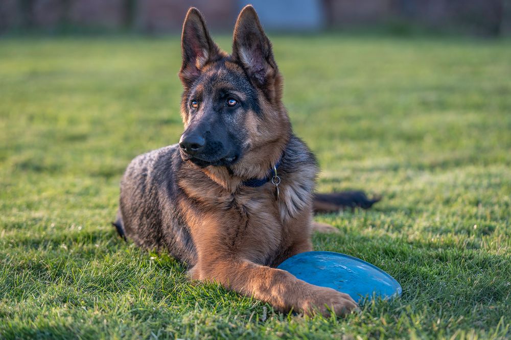 German Shepherd dog resting outside in the garden with his favourite toys, captured in natural light.