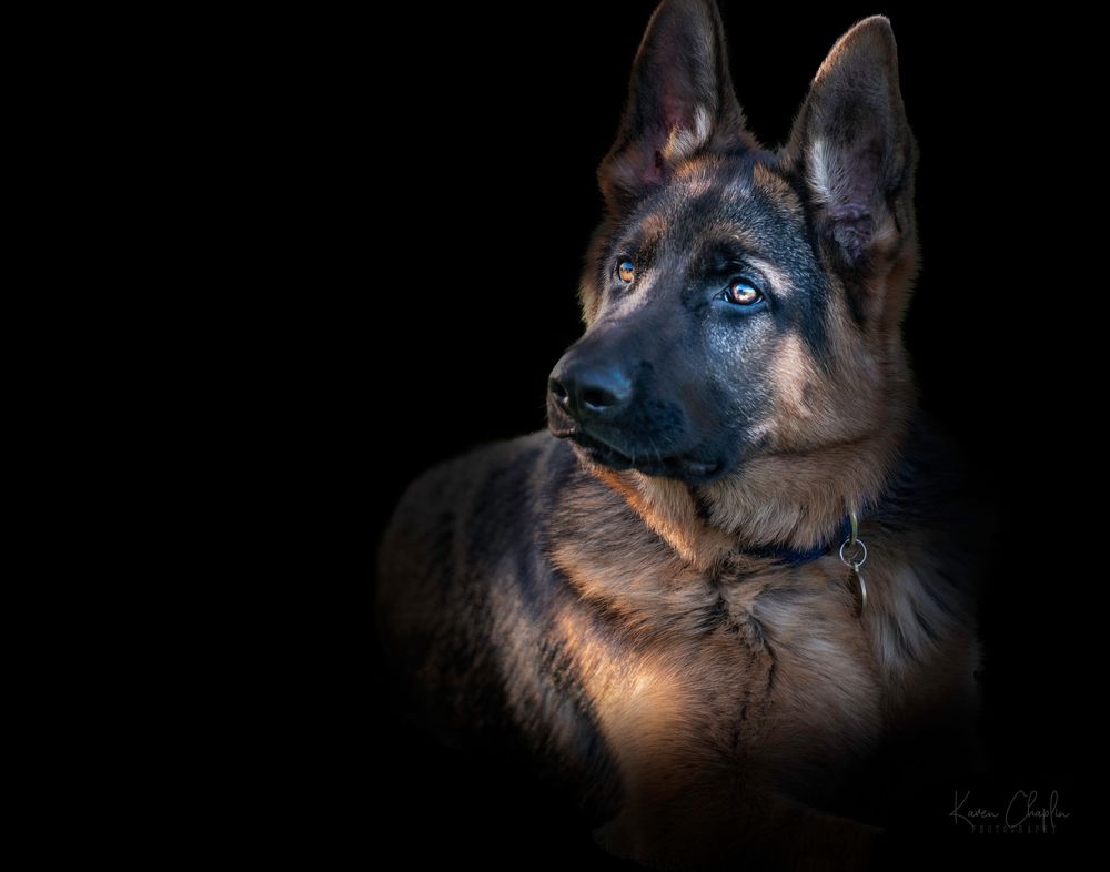 Capture your dog in a bold, fine art style with our black background dog photography. Each image is carefully composed and edited.