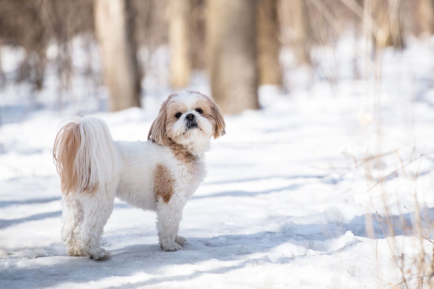 A white and tan Shih Tzu in a snowy forest