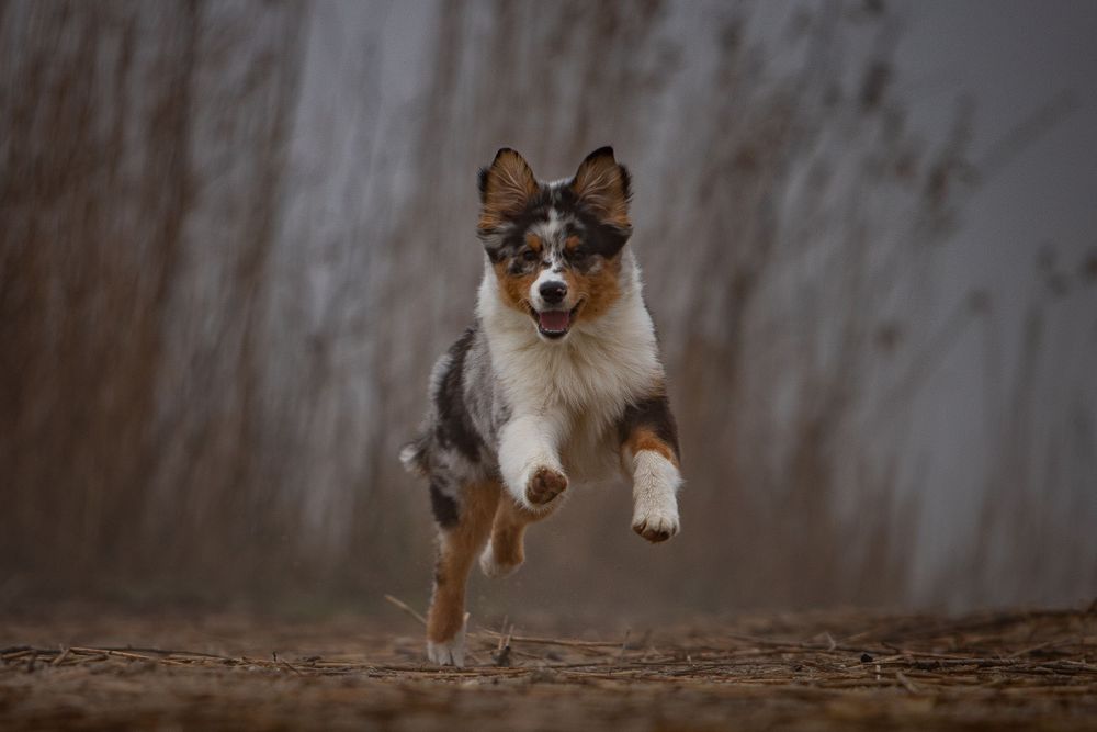 Hond