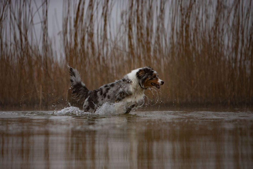 Hond
