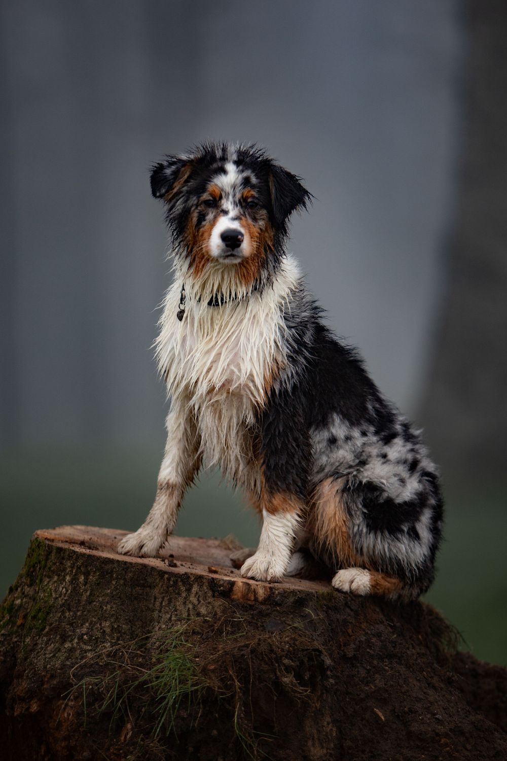 Hond