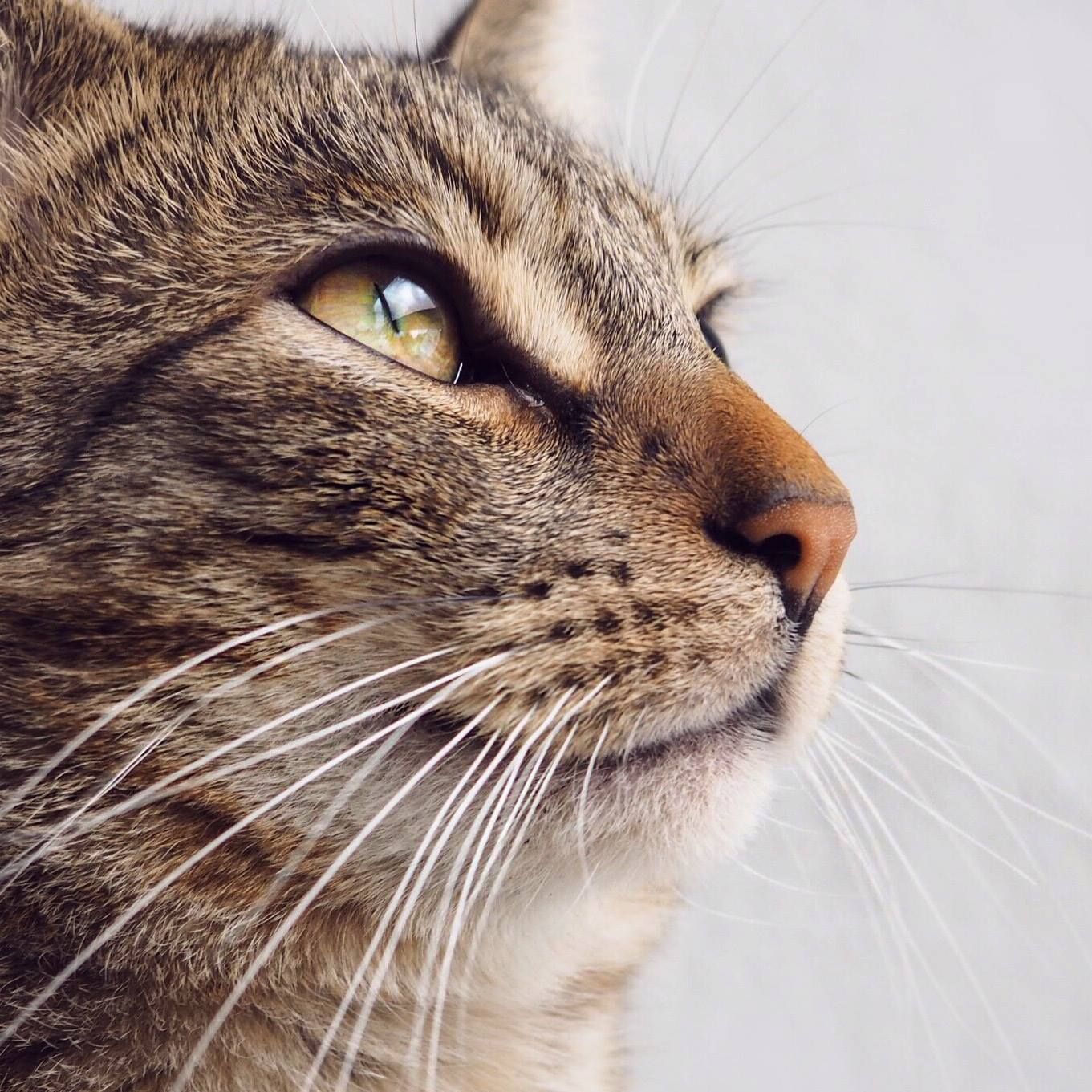 Portrait Katze EKH getiegert Nahaufnahme Gesicht