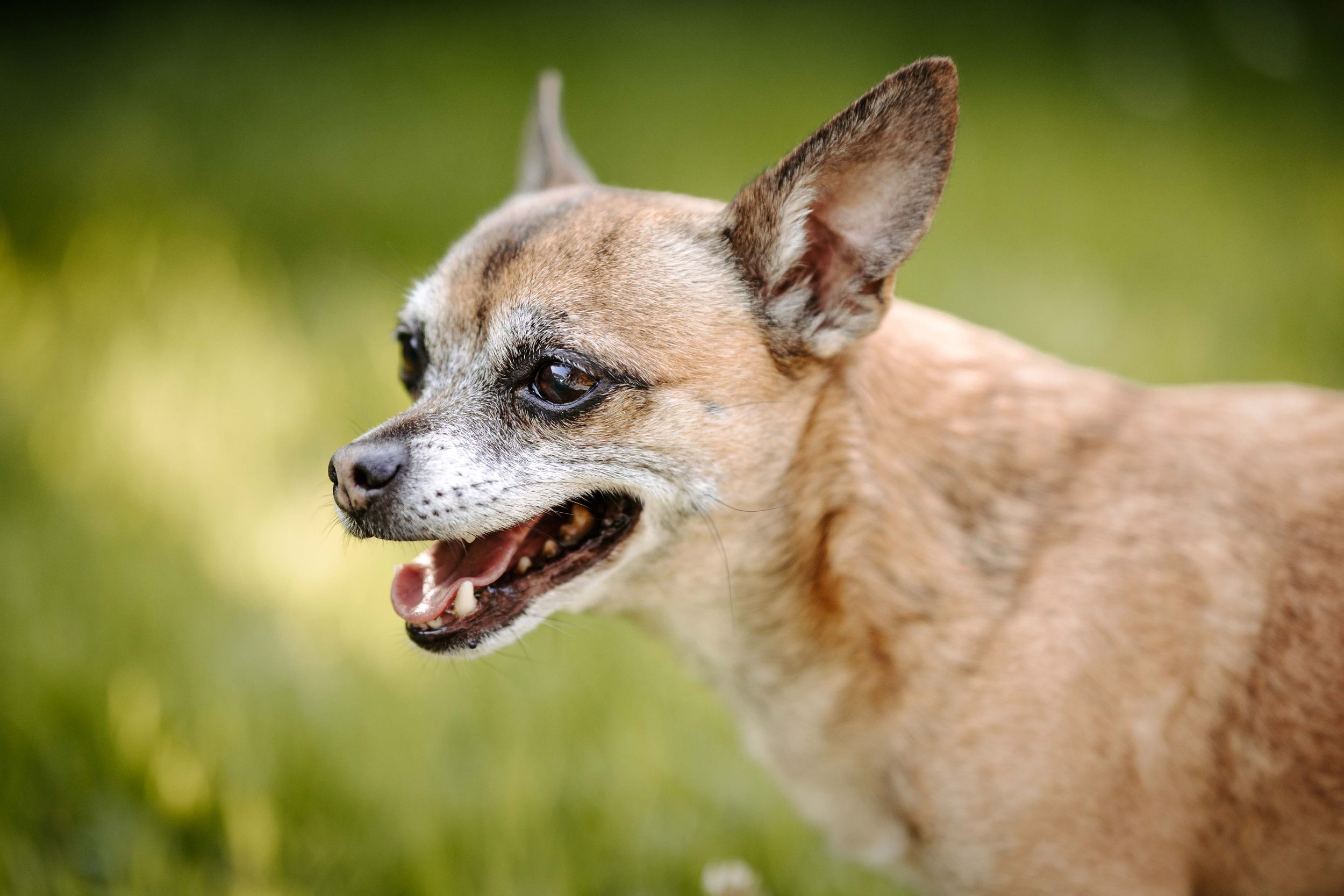 Portrait Chihuahua Michling