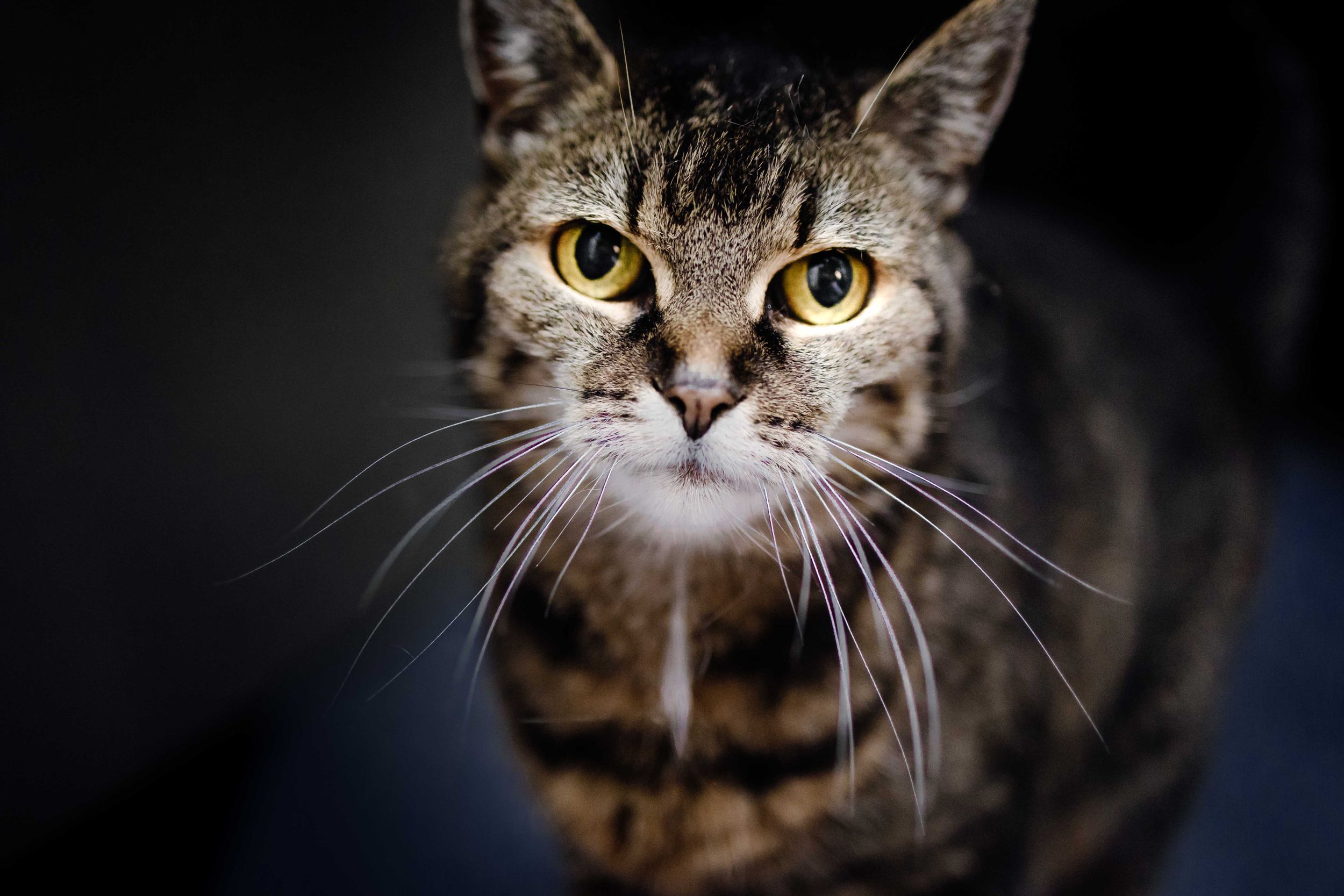 Katze getiegert gelbe Augen