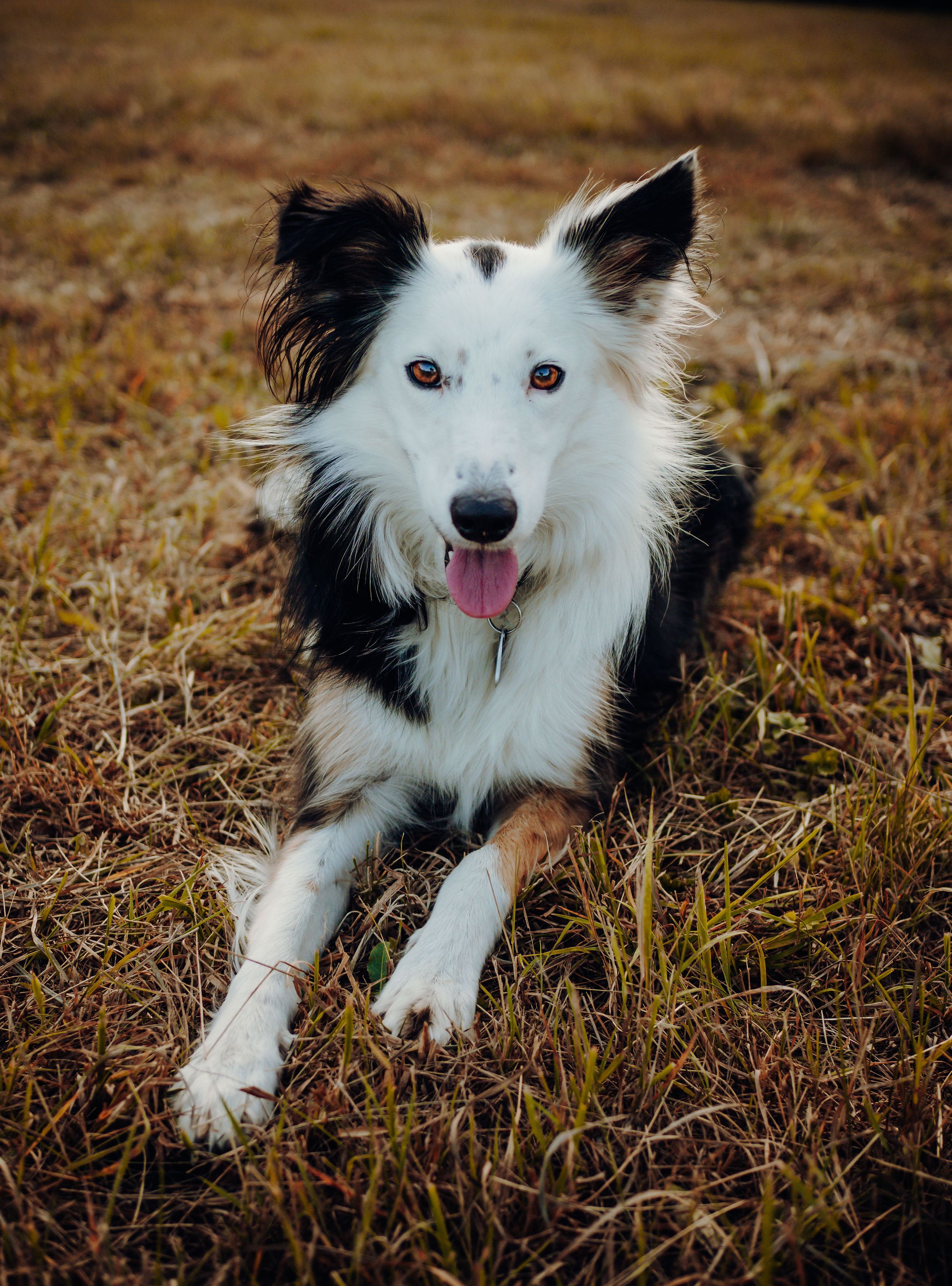 Herdenhund Portrait