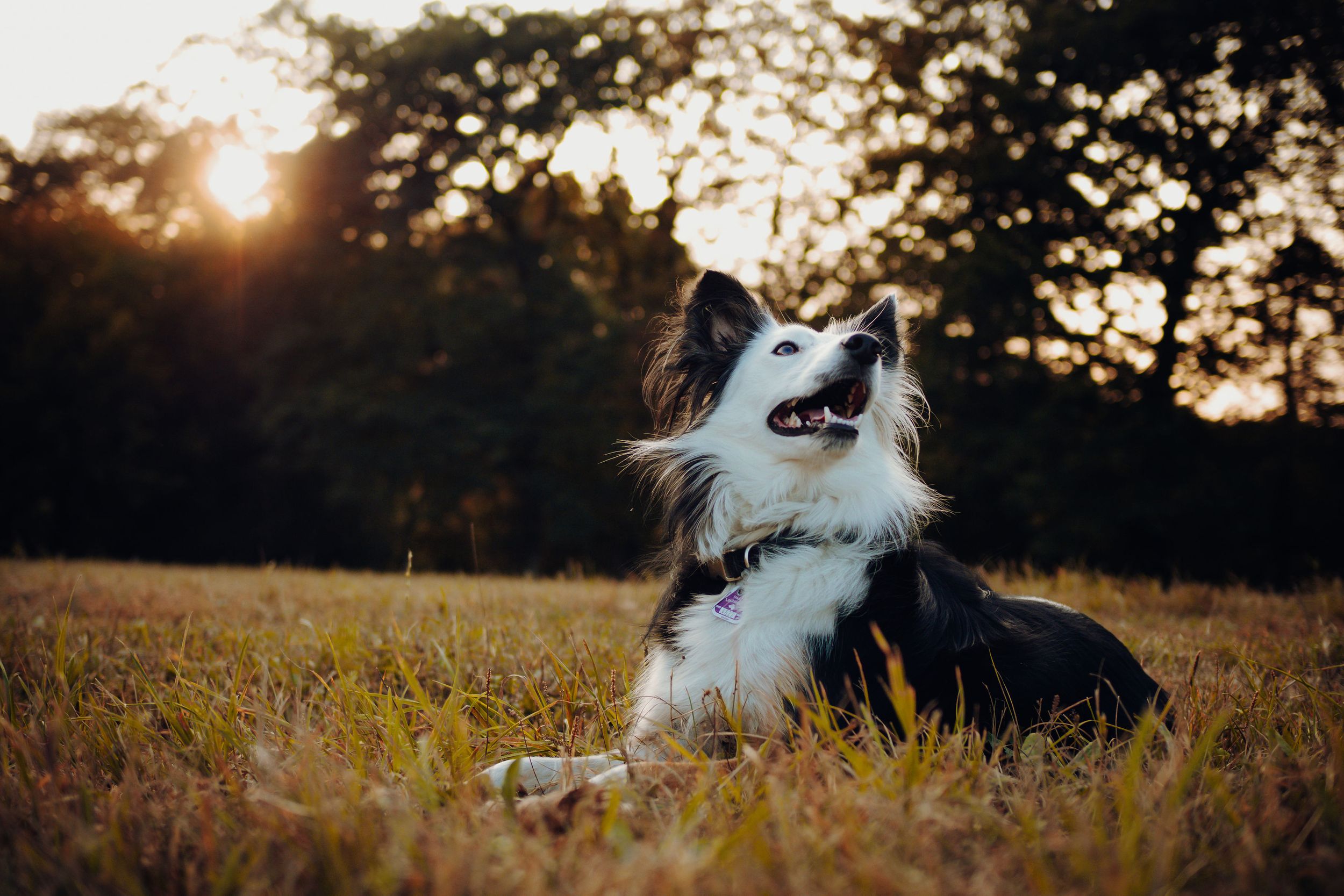 Hund bei Sonnenuntergang