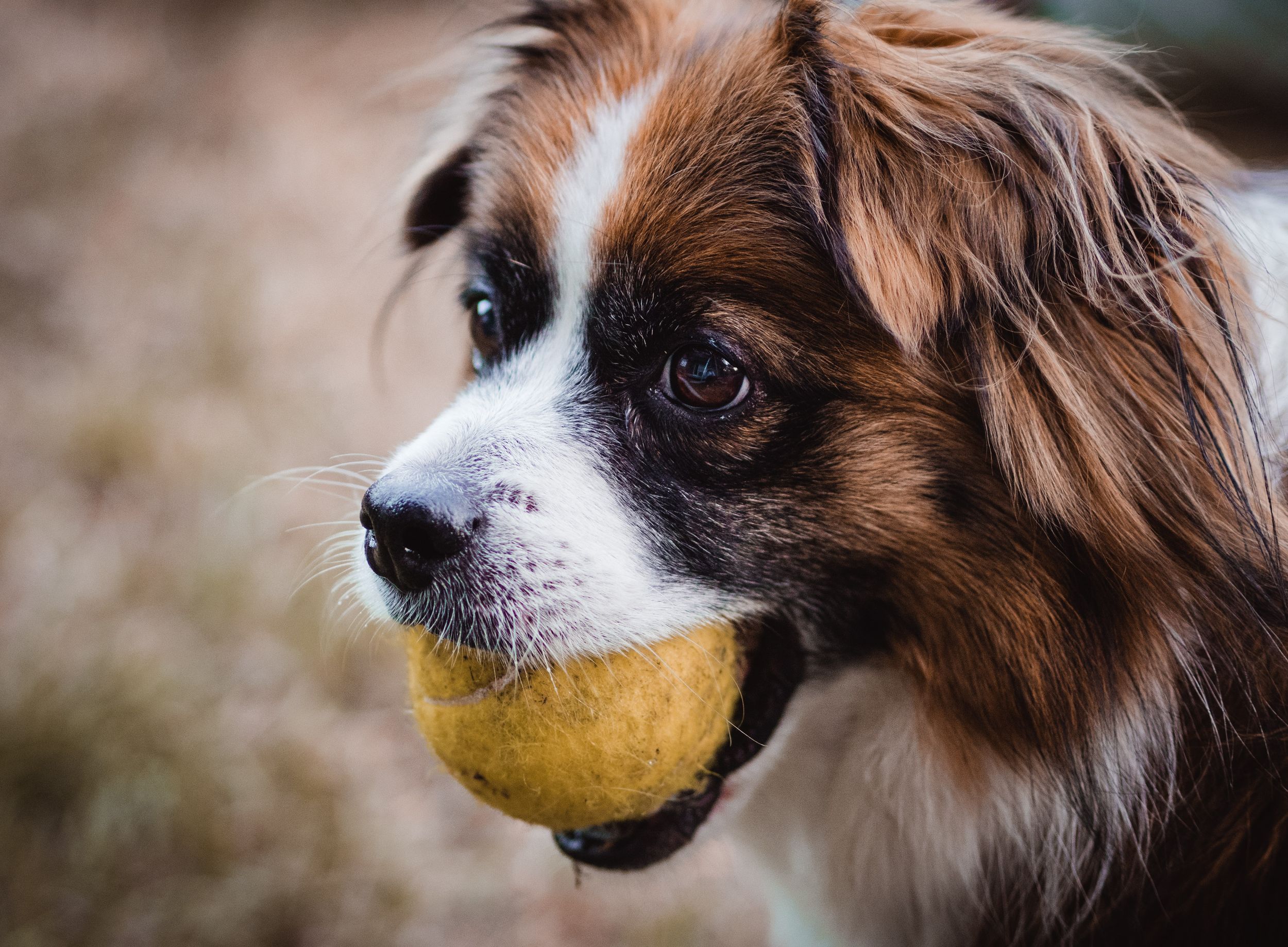 Hund mit Tennisball im Mund